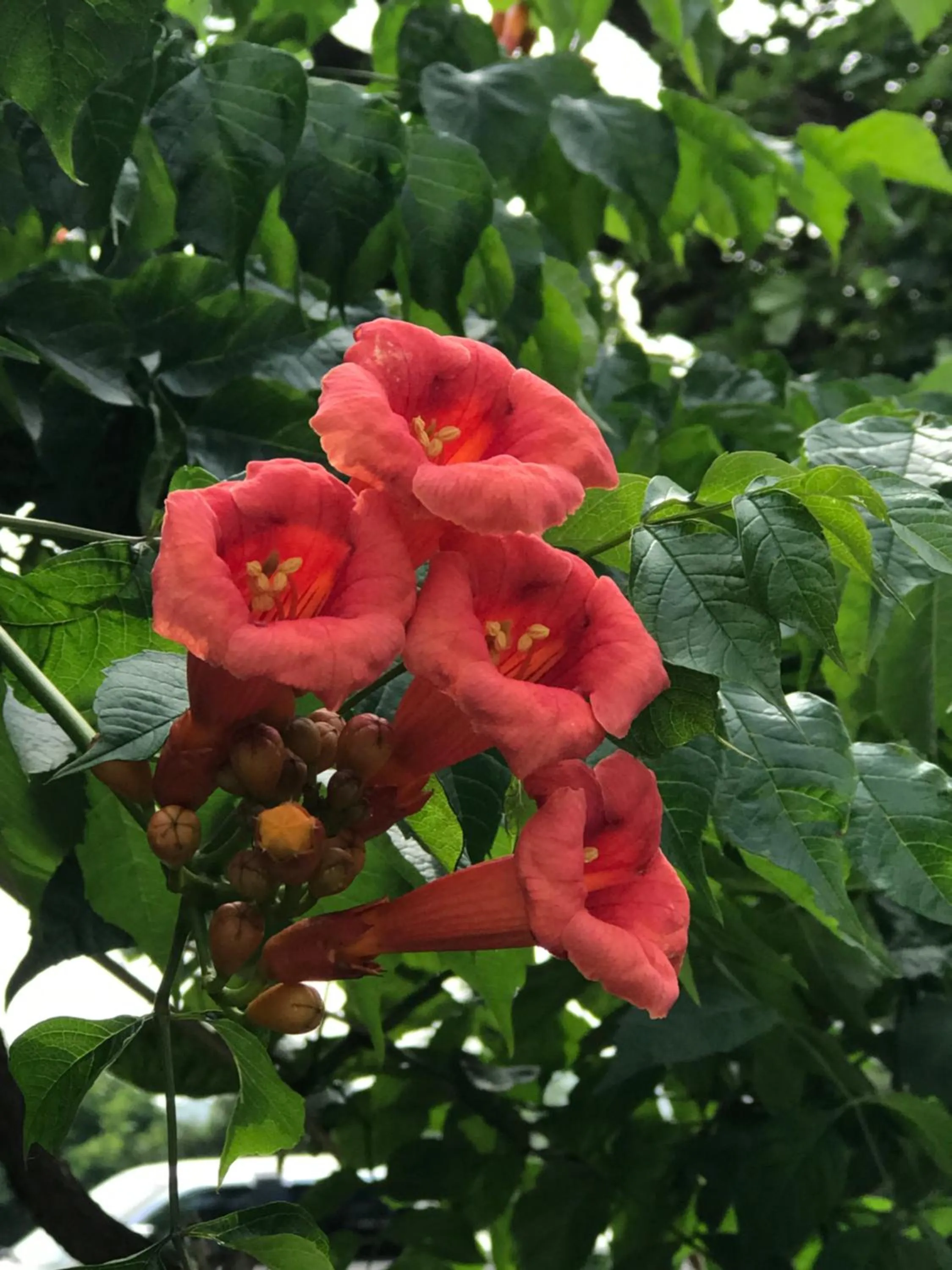 Garden in Carriage Stop Bed & Breakfast