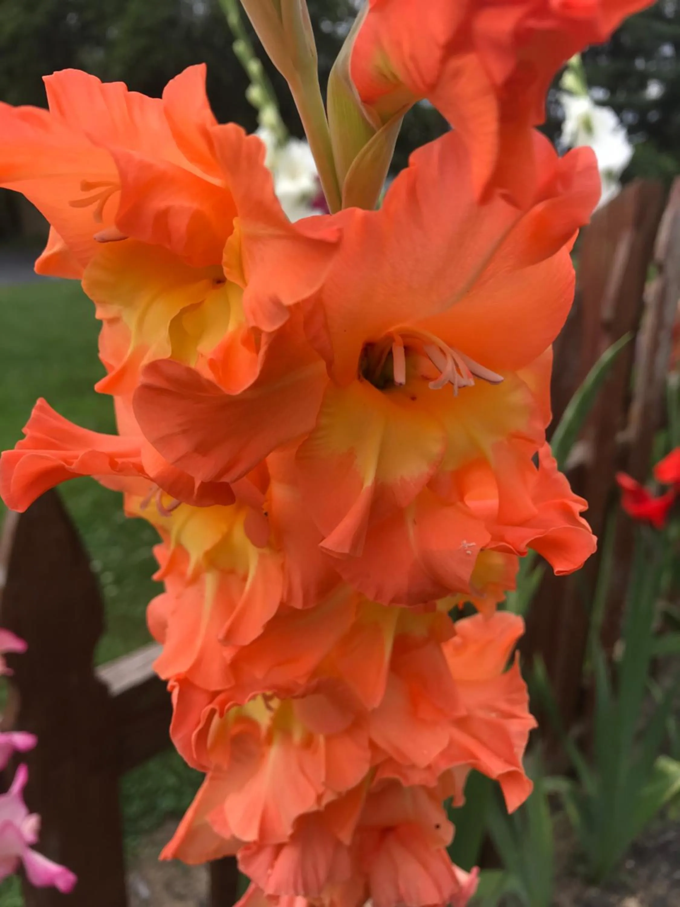 Garden in Carriage Stop Bed & Breakfast