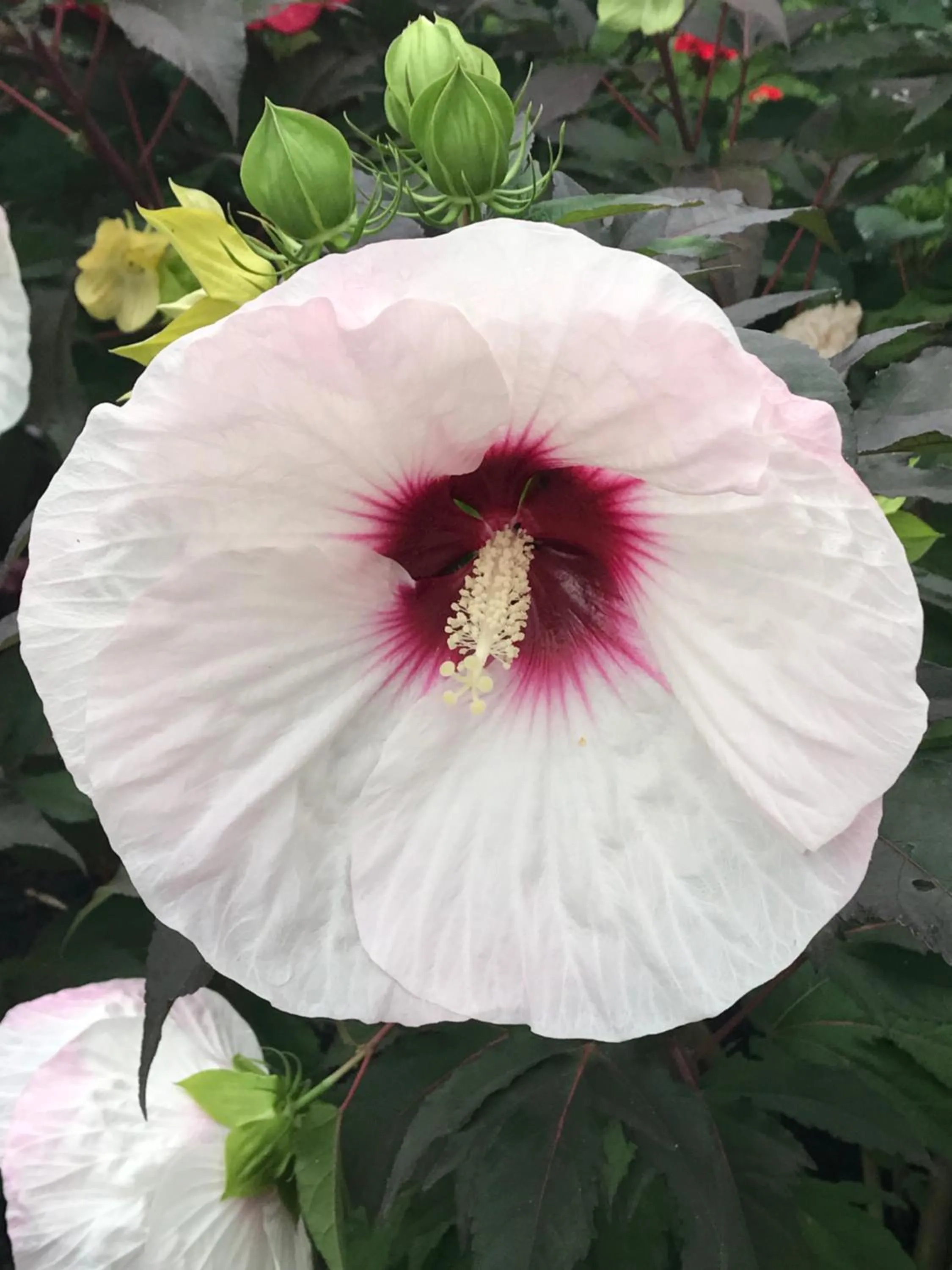 Garden in Carriage Stop Bed & Breakfast