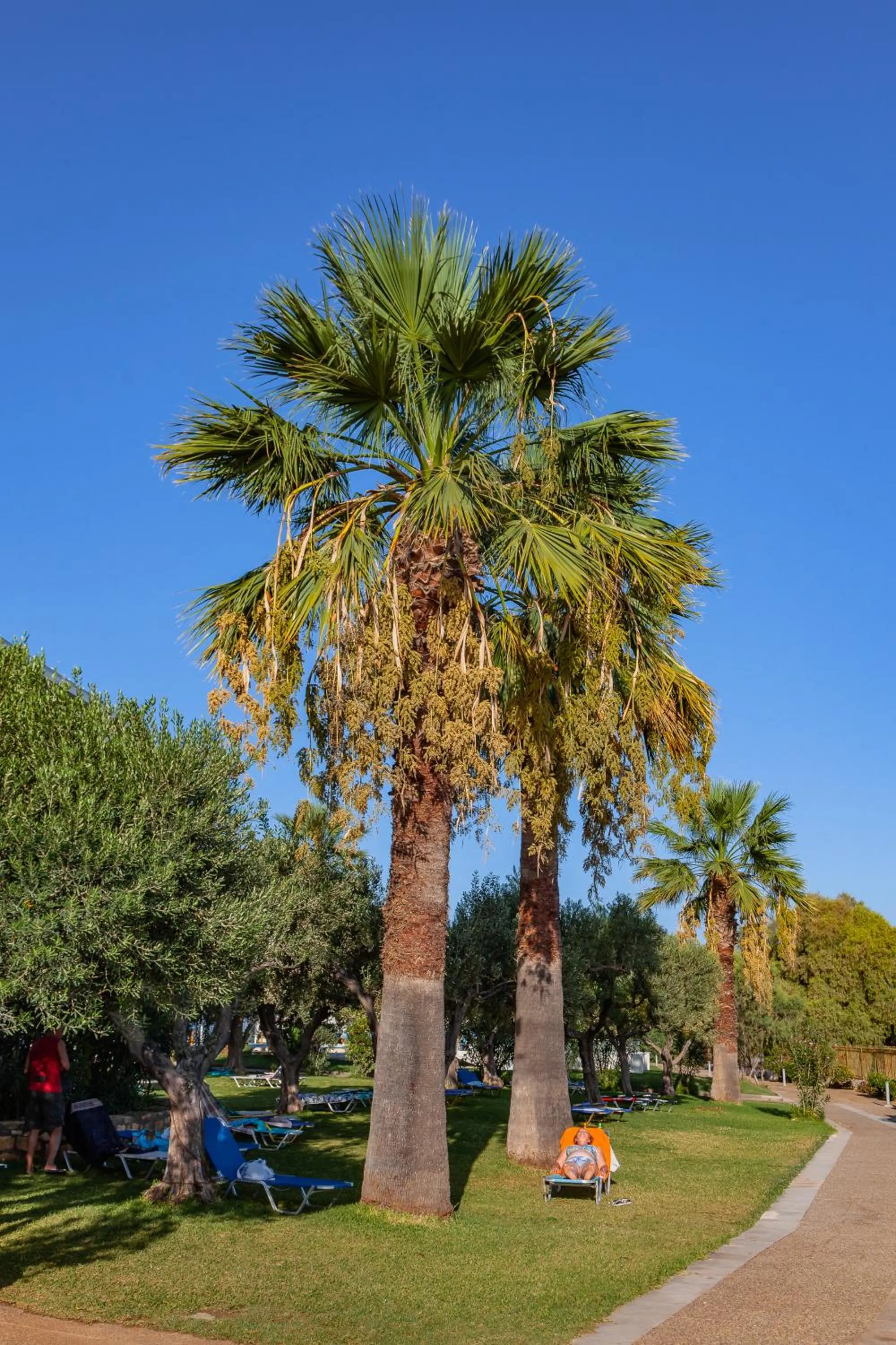 Garden in Calamos Beach Family Club