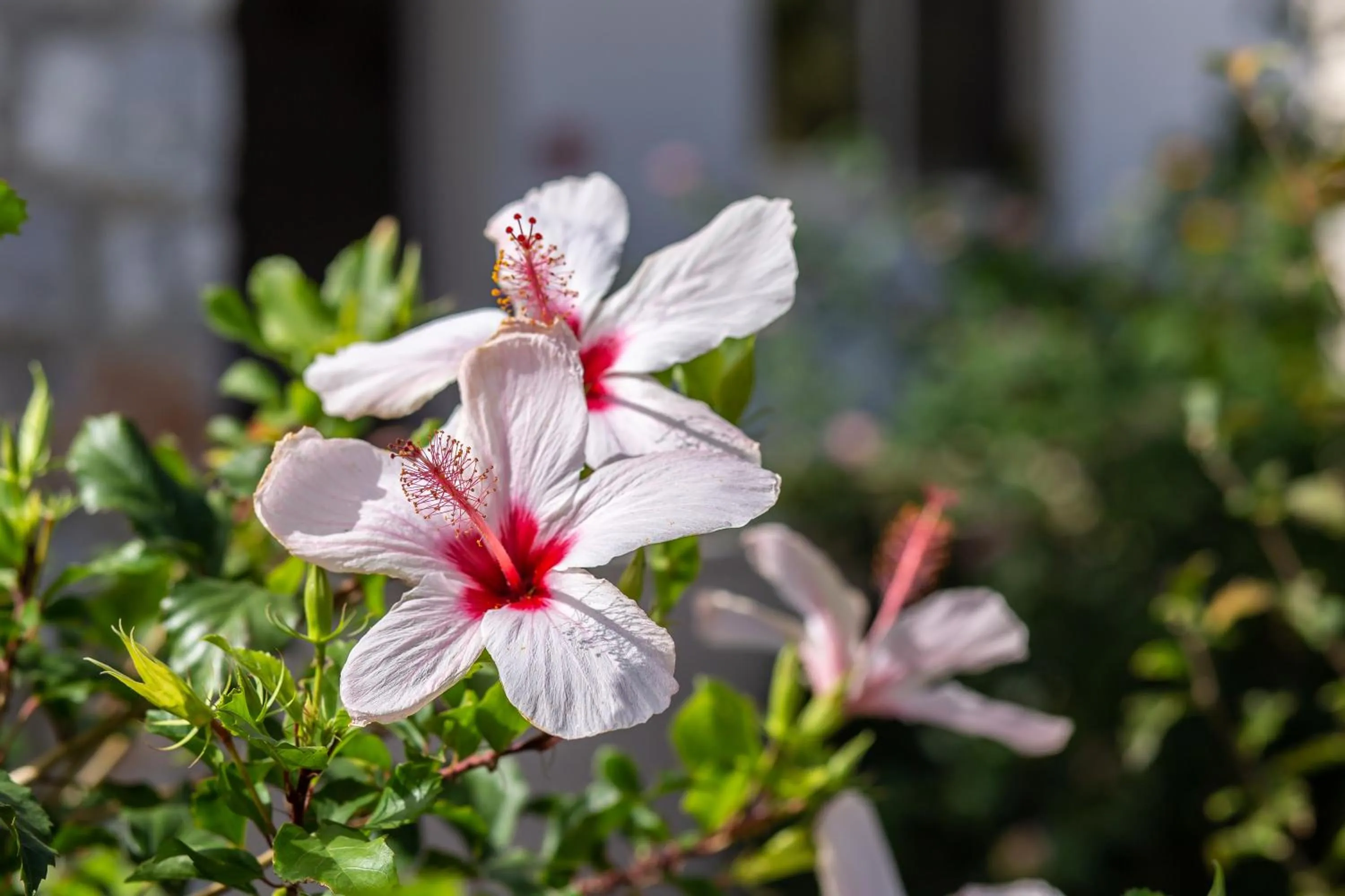 Garden in Argiri Apartments & Suites