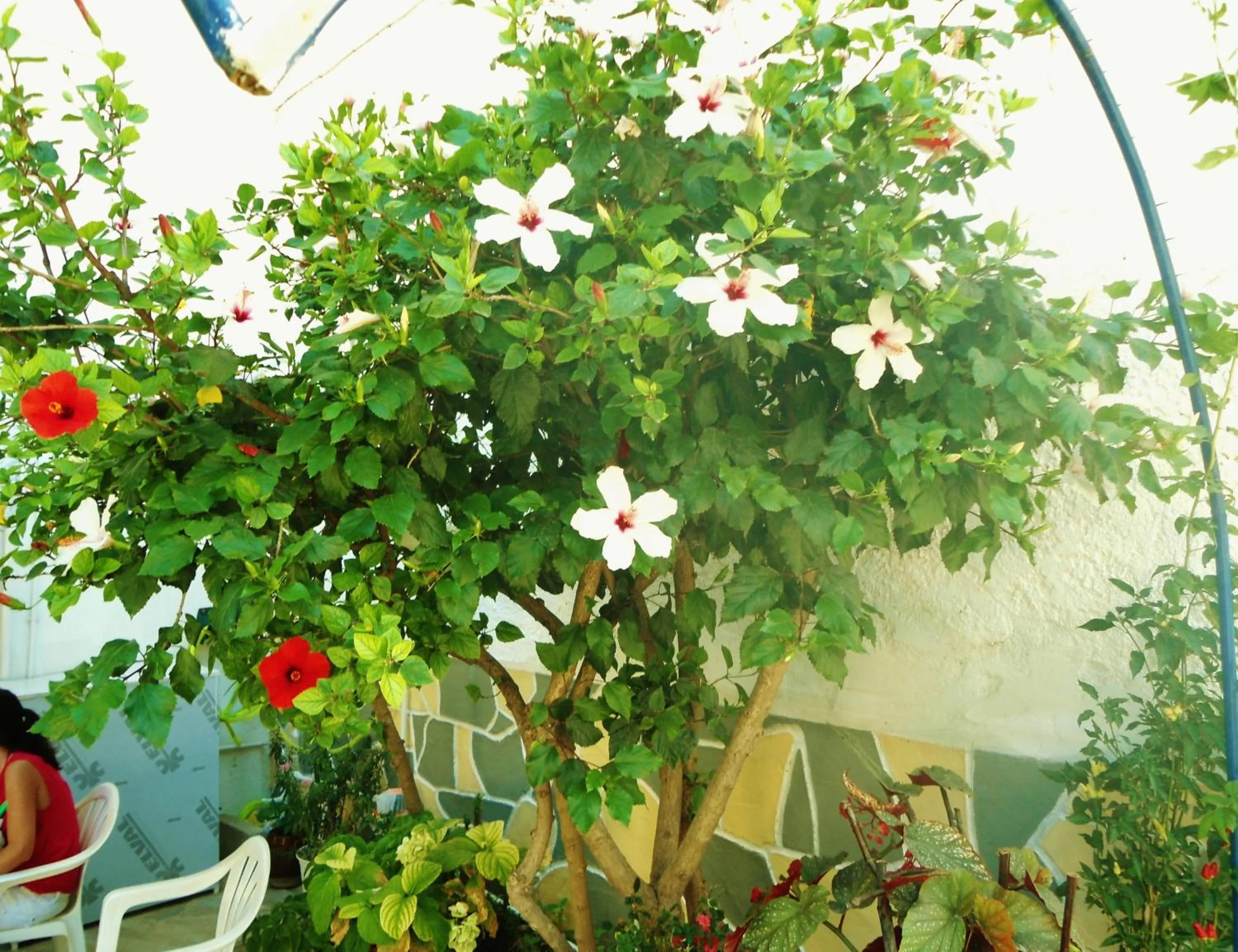 Garden in Apollonia Apartments