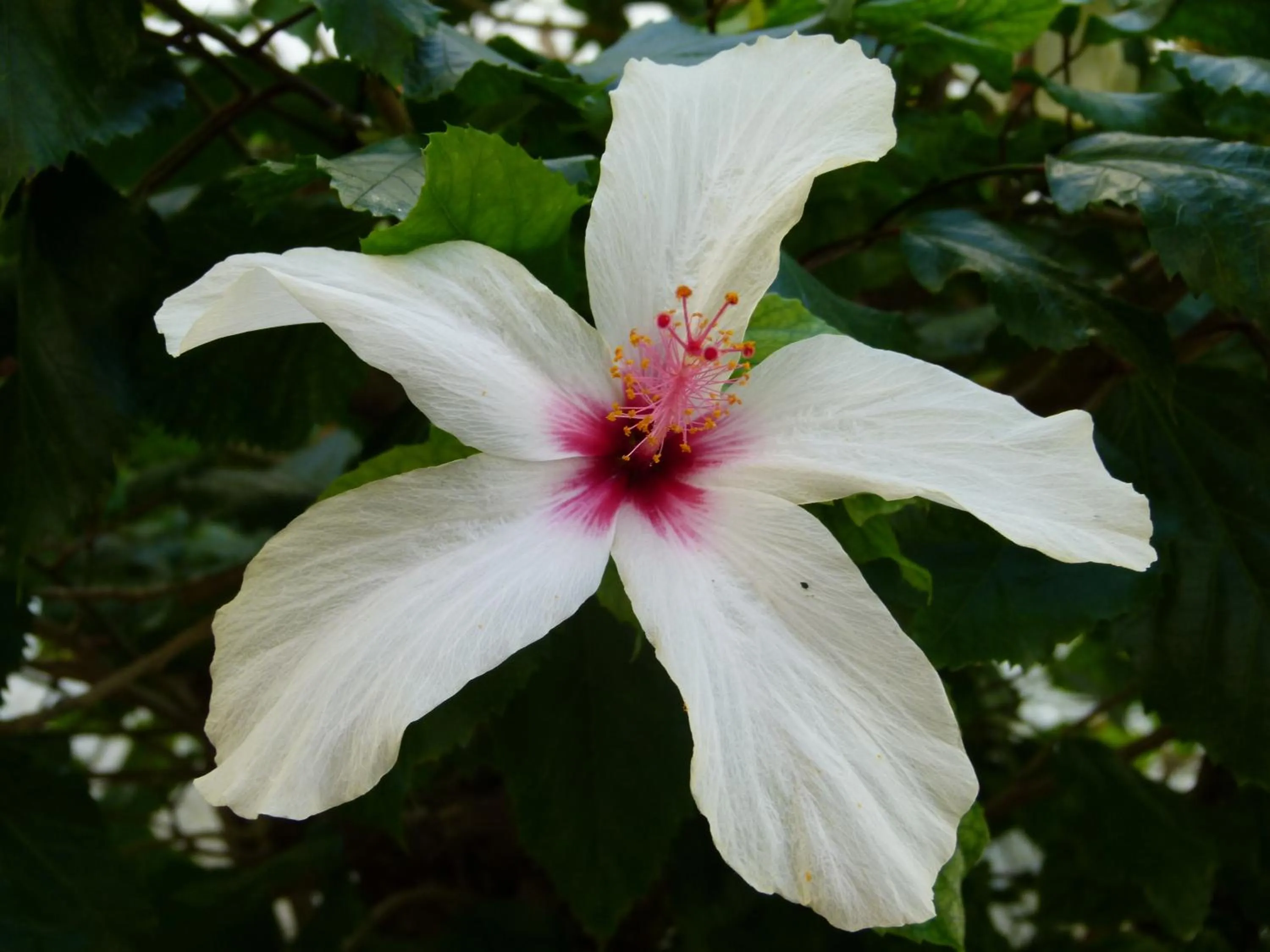 Garden in Apollonia Apartments