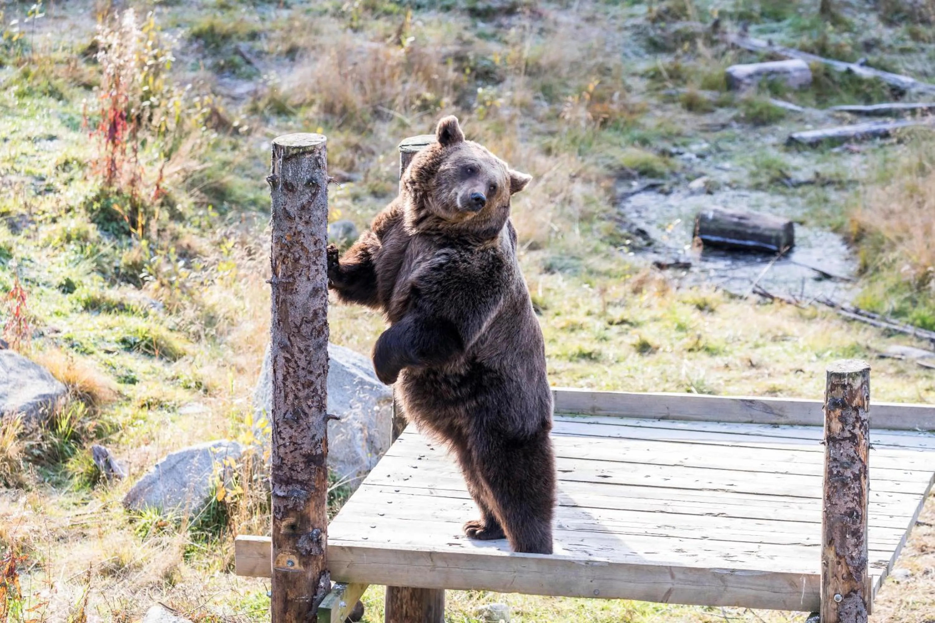 Summer in Ranua Resort Holiday Villas