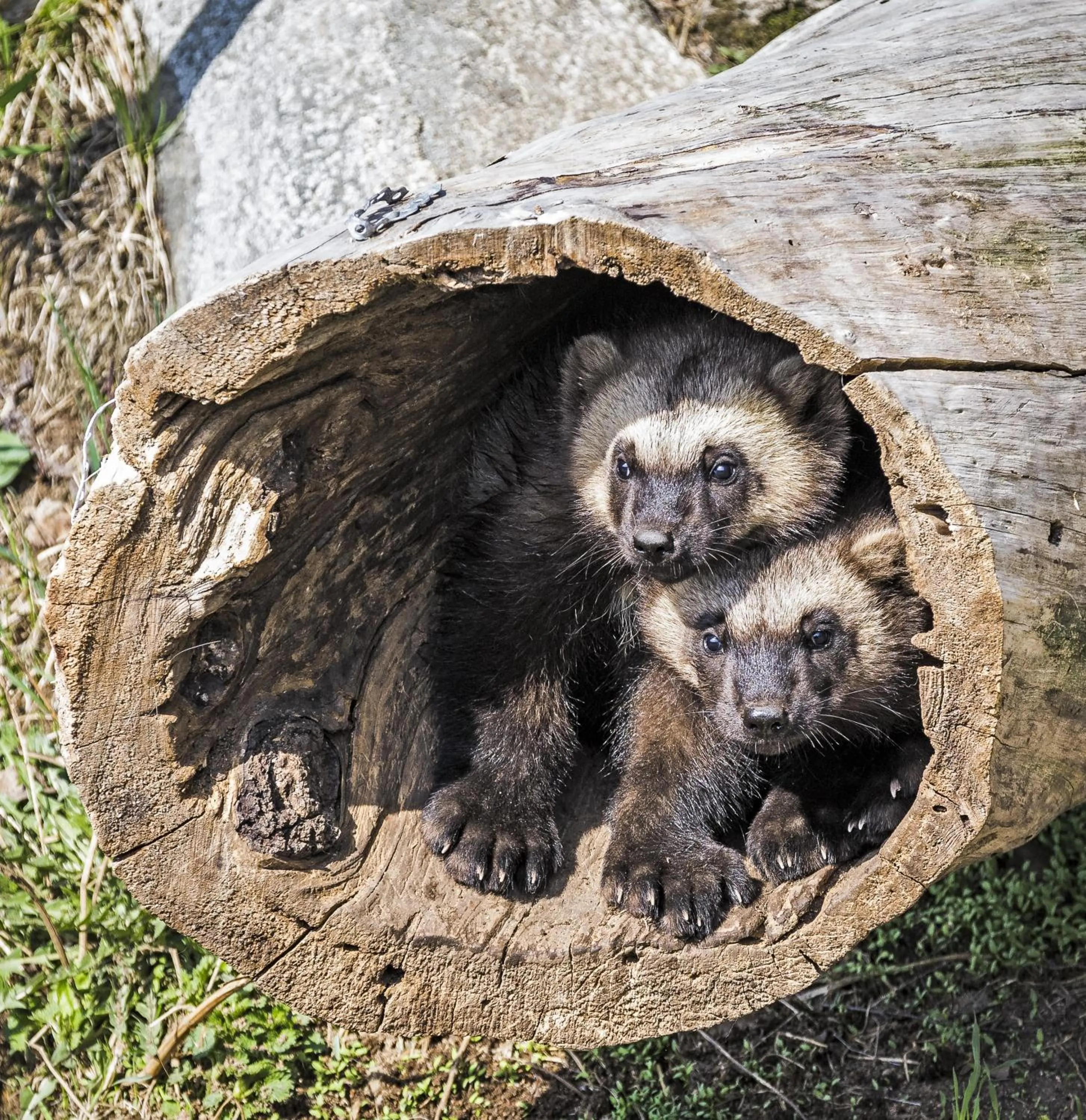 Summer in Ranua Resort Holiday Villas