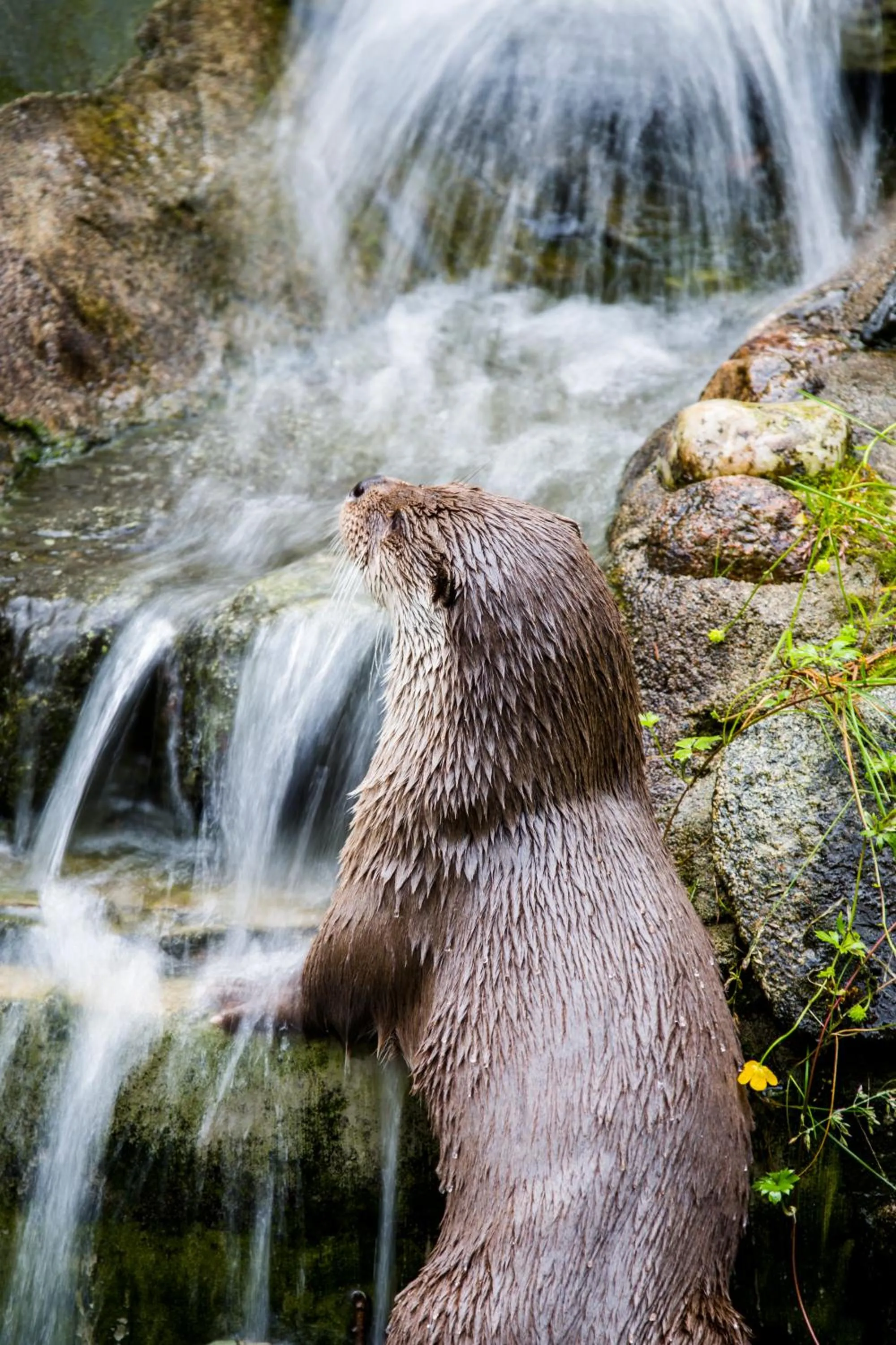 Summer in Ranua Resort Holiday Villas