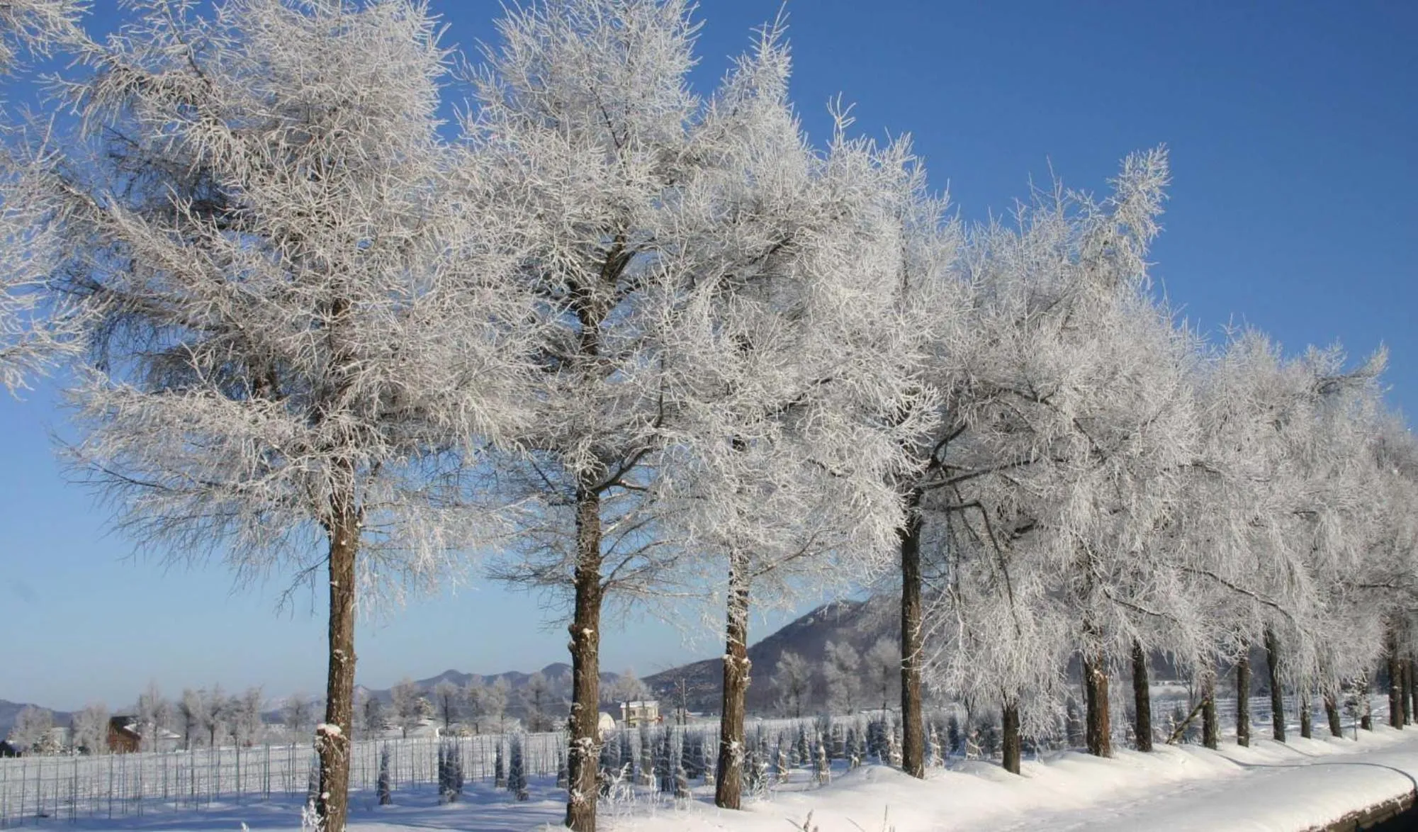 Natural landscape in Stay In Biei