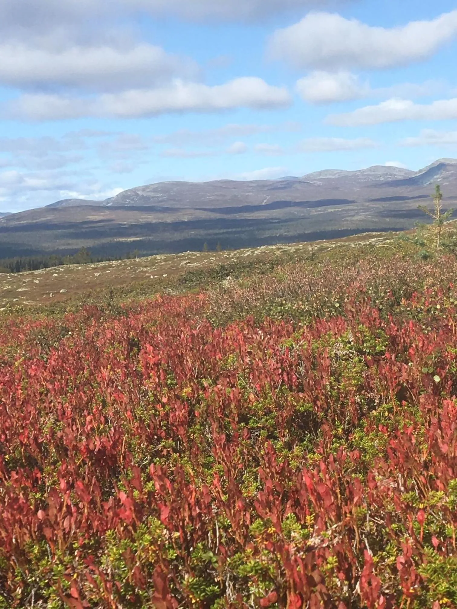 Nearby landmark in Lövåsgårdens Fjällhotell