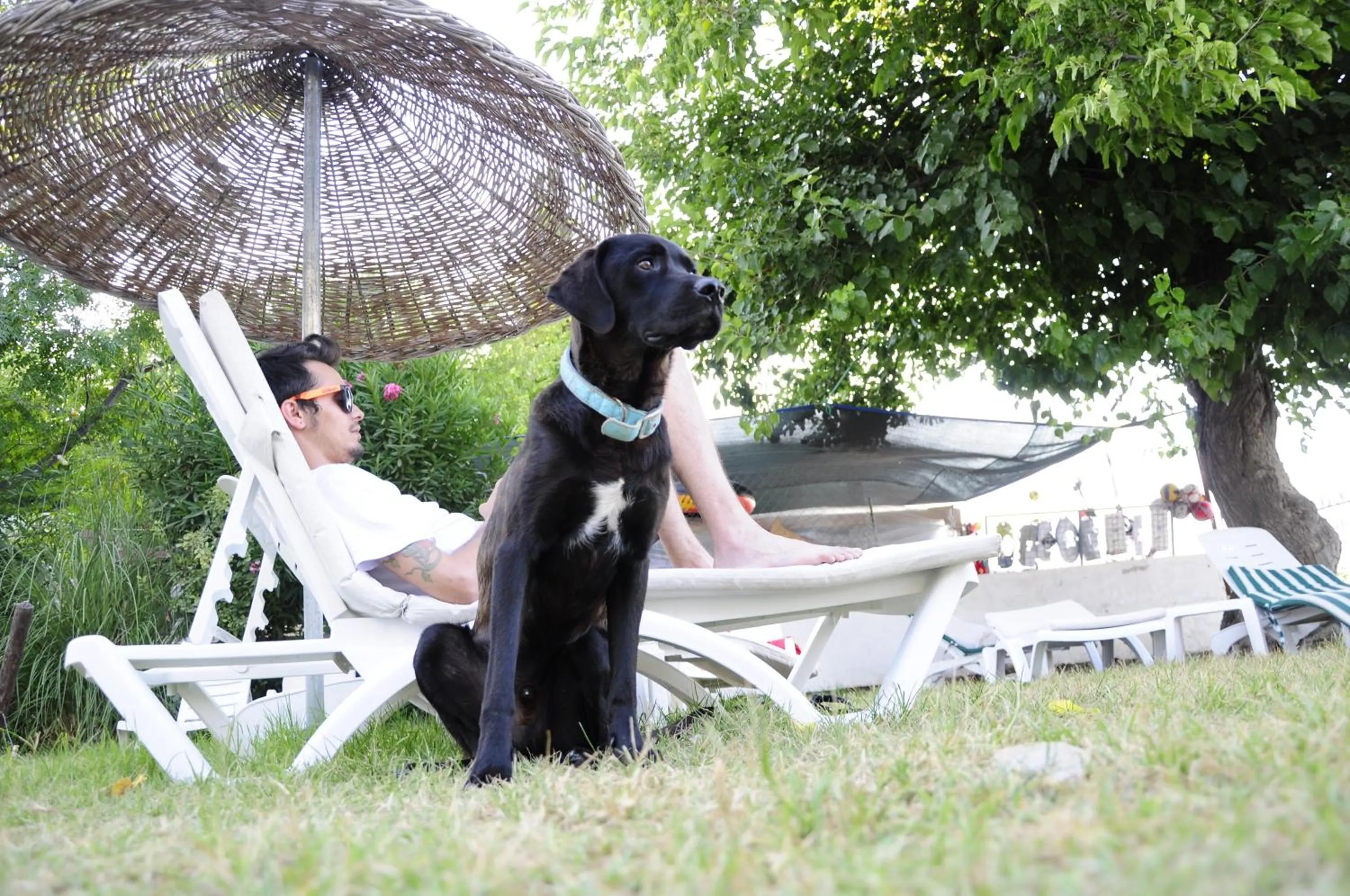 Pets in Daphnis Hotel