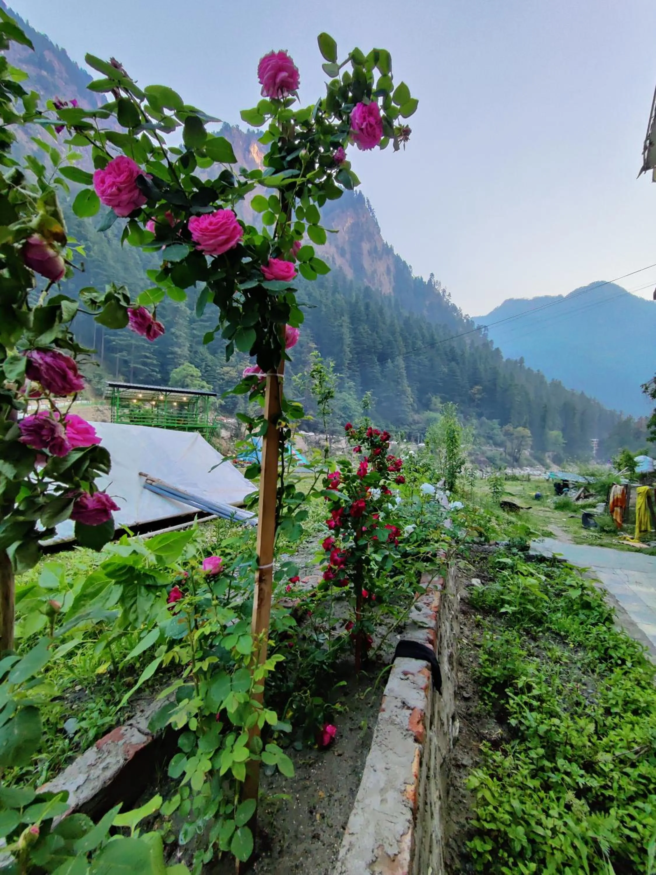 Garden in Flipsyde Retreat