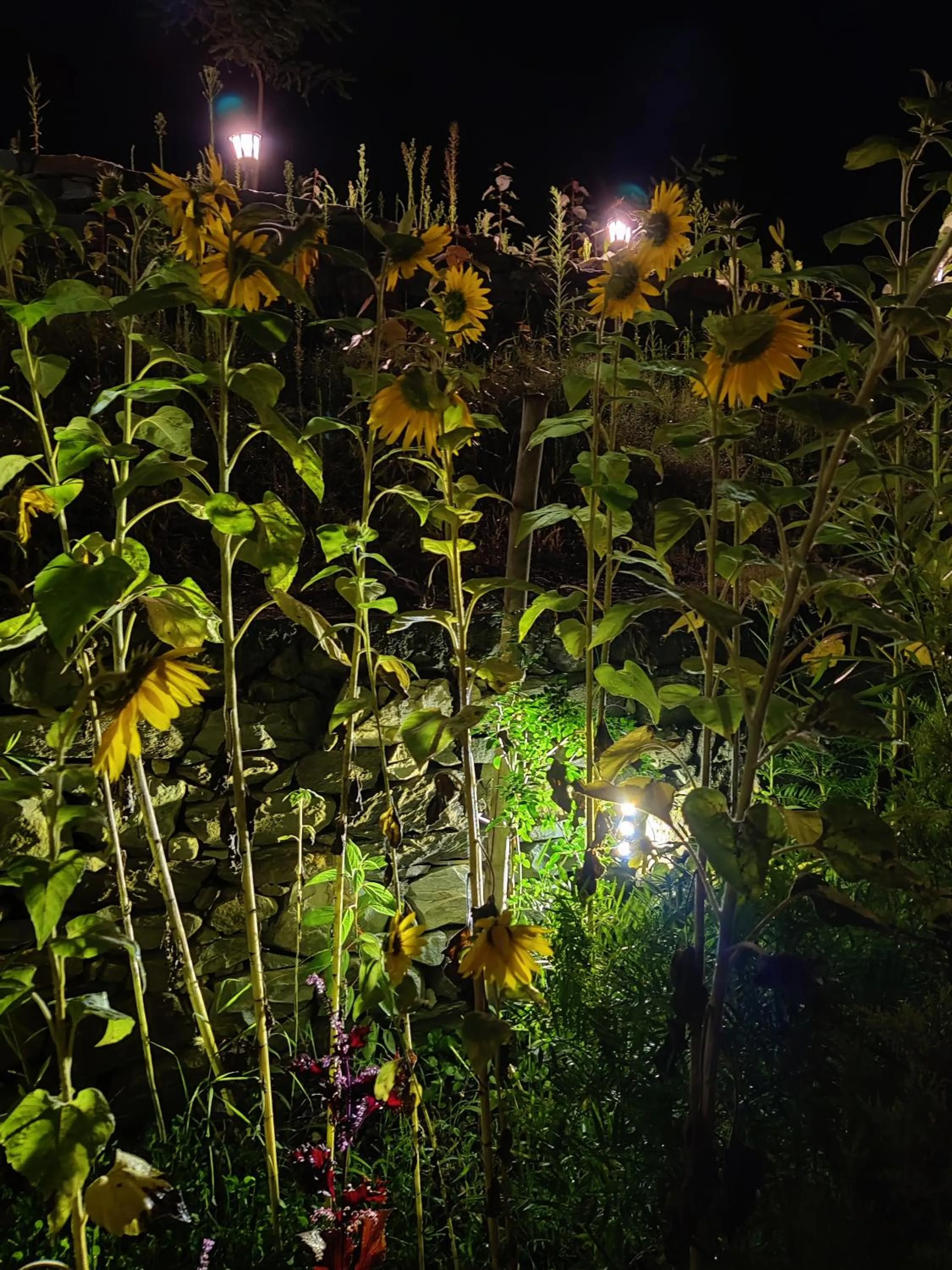 Garden in Flipsyde Retreat