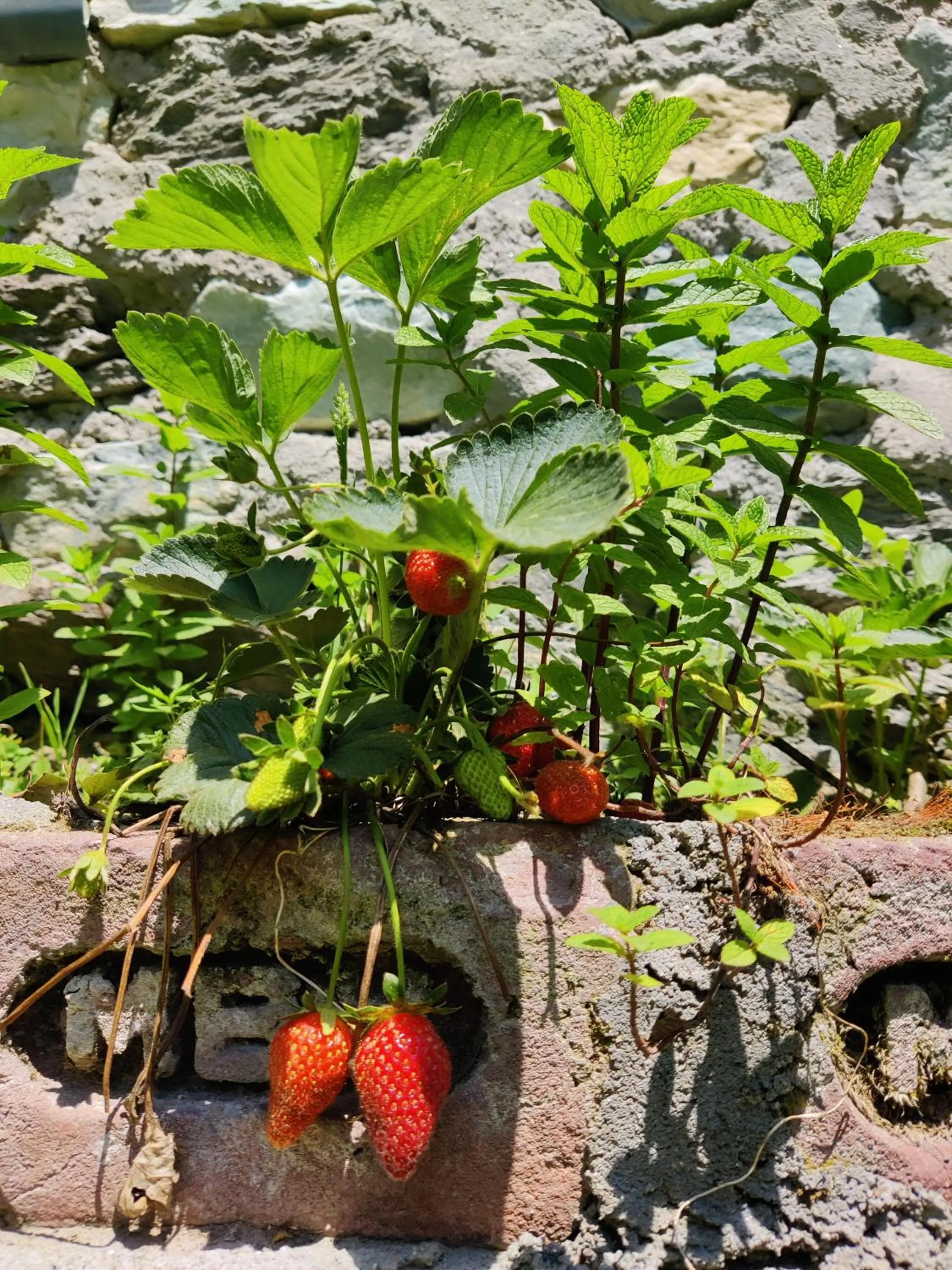 Garden in Flipsyde Retreat