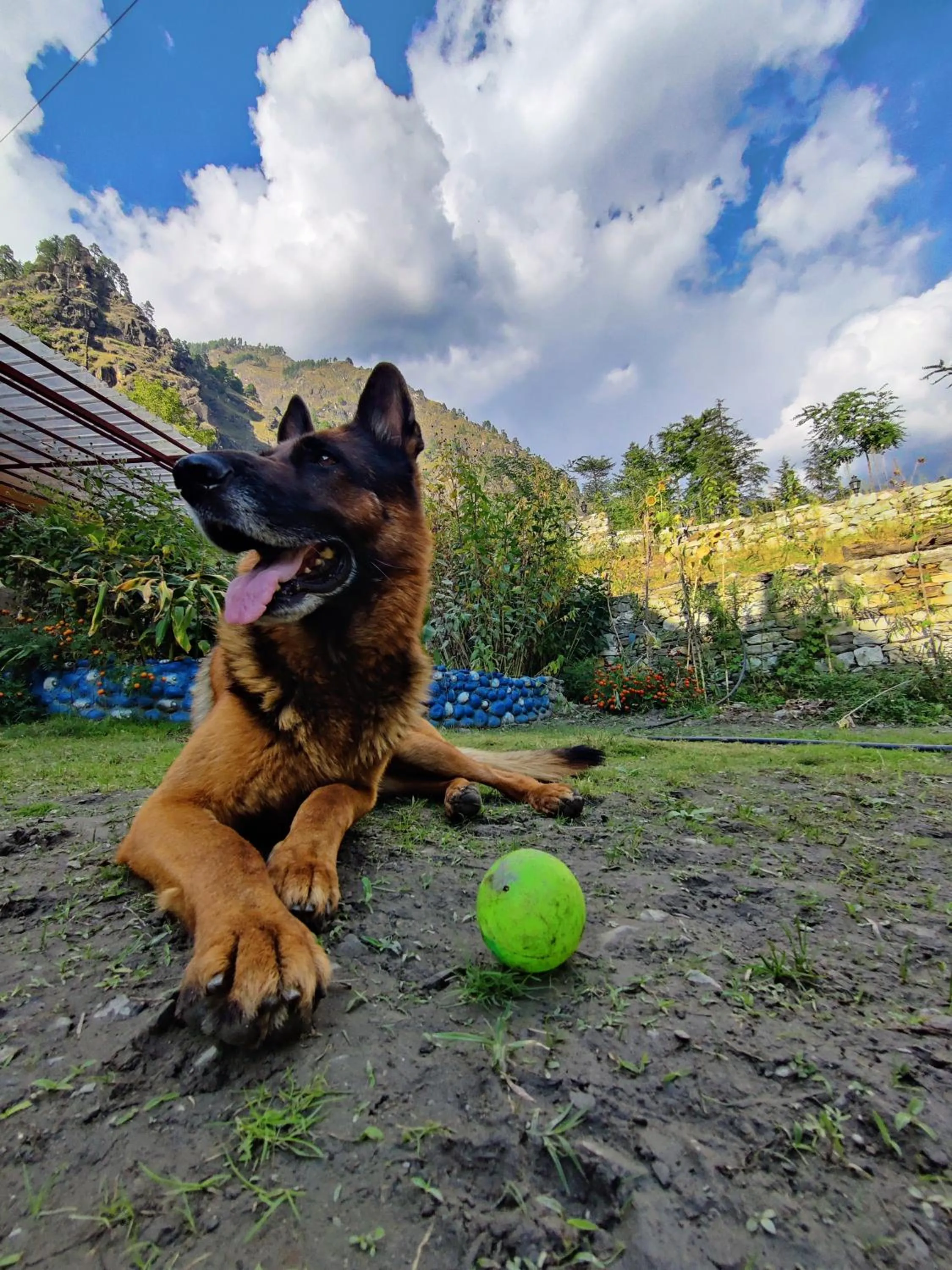 Pets in Flipsyde Retreat