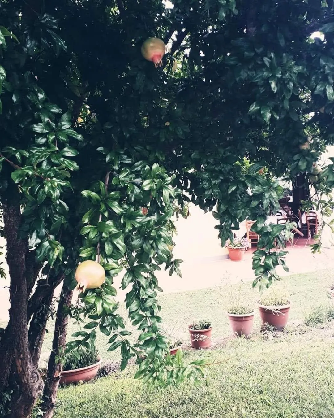 Agriturismo Marrucola