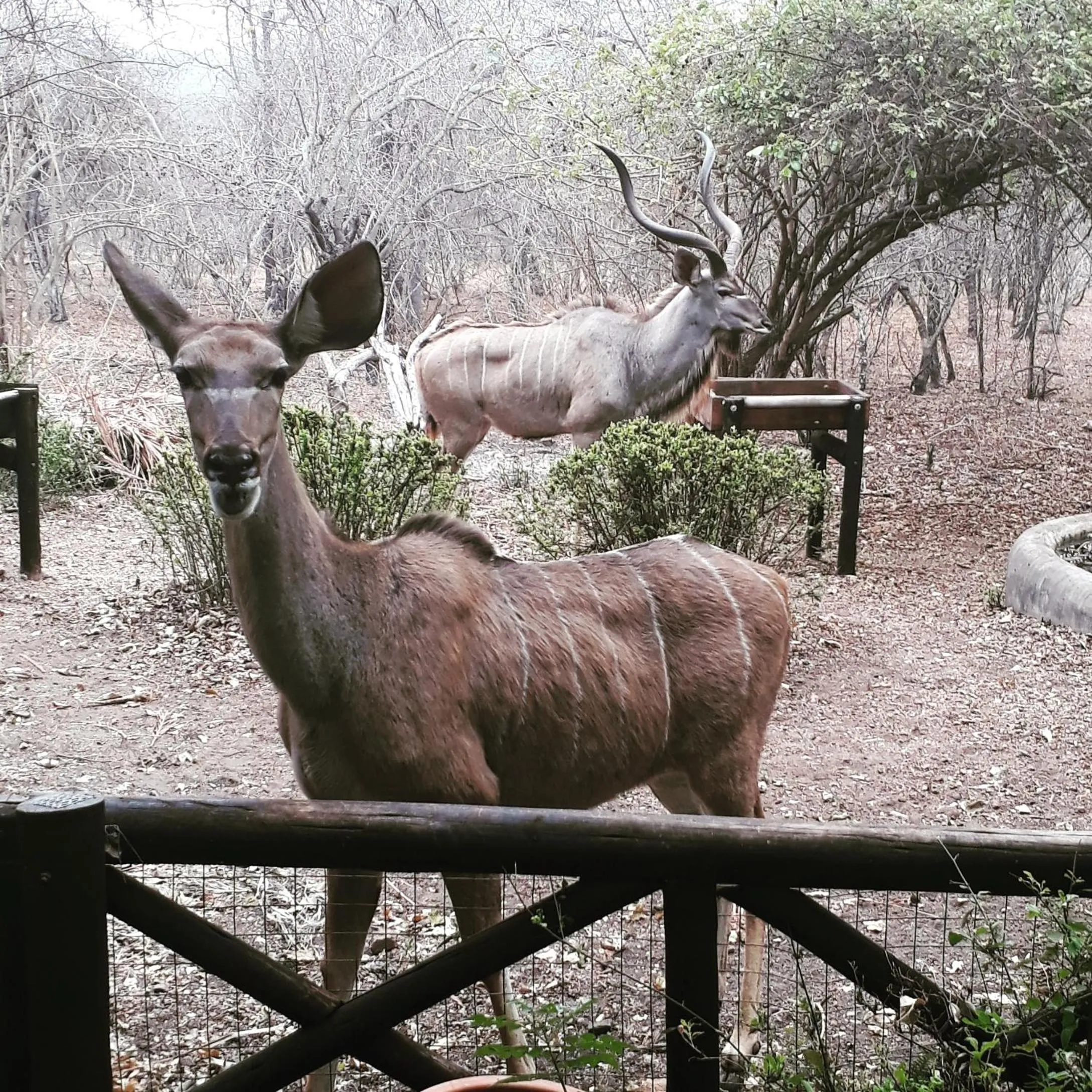 Animals in HomeBase Kruger