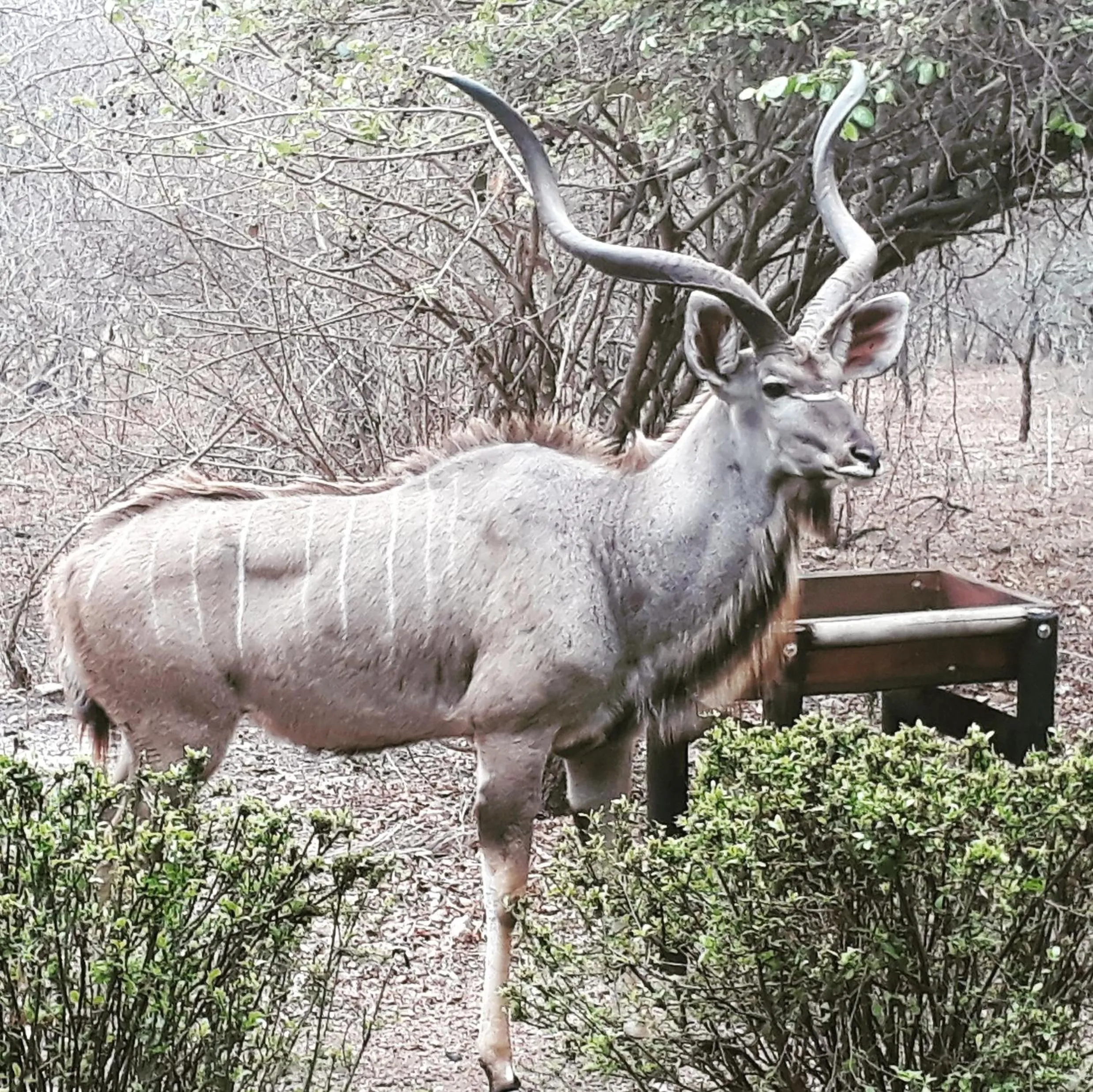 Animals in HomeBase Kruger