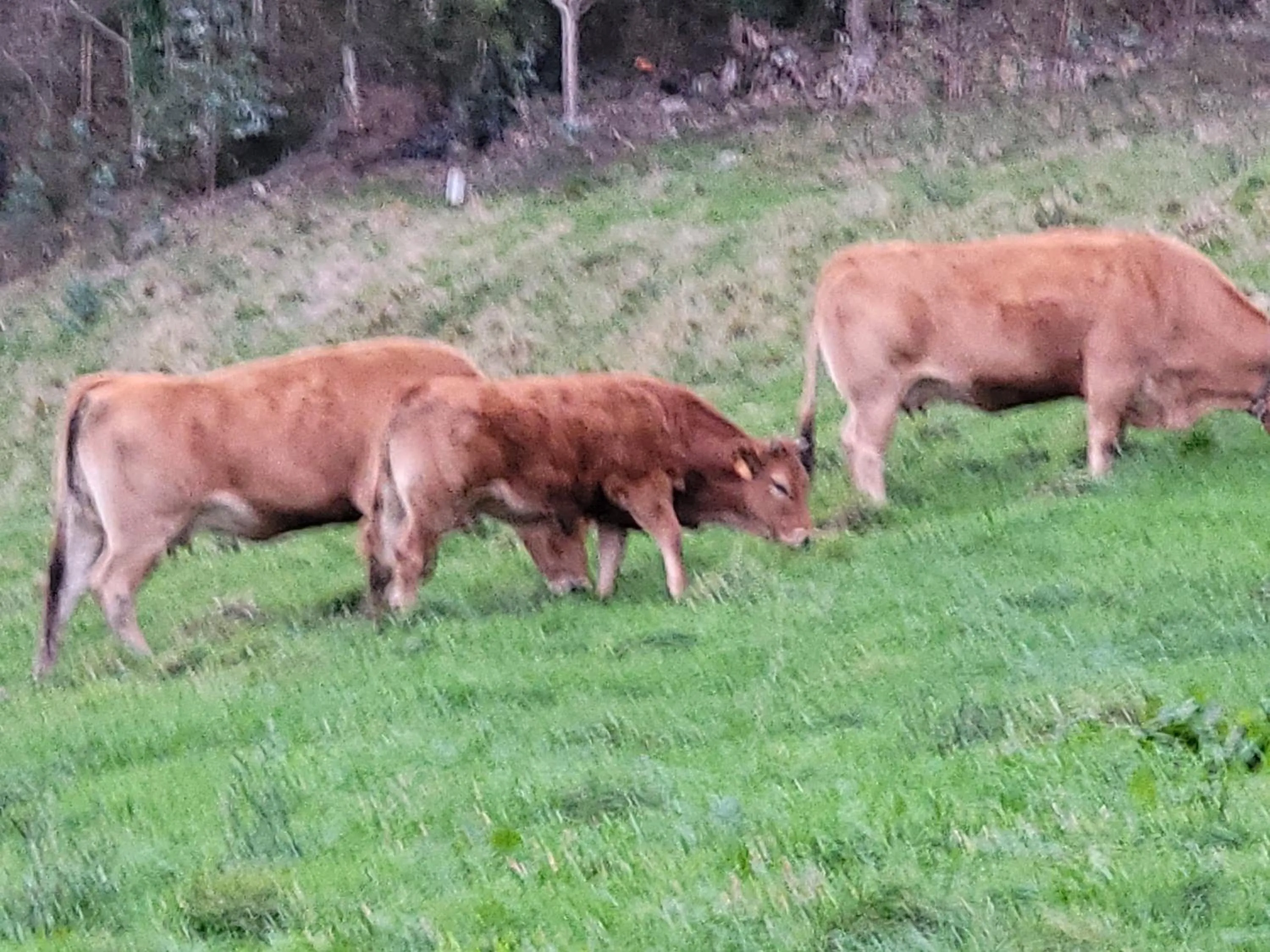 Day in Hotel Restaurante el Fornon