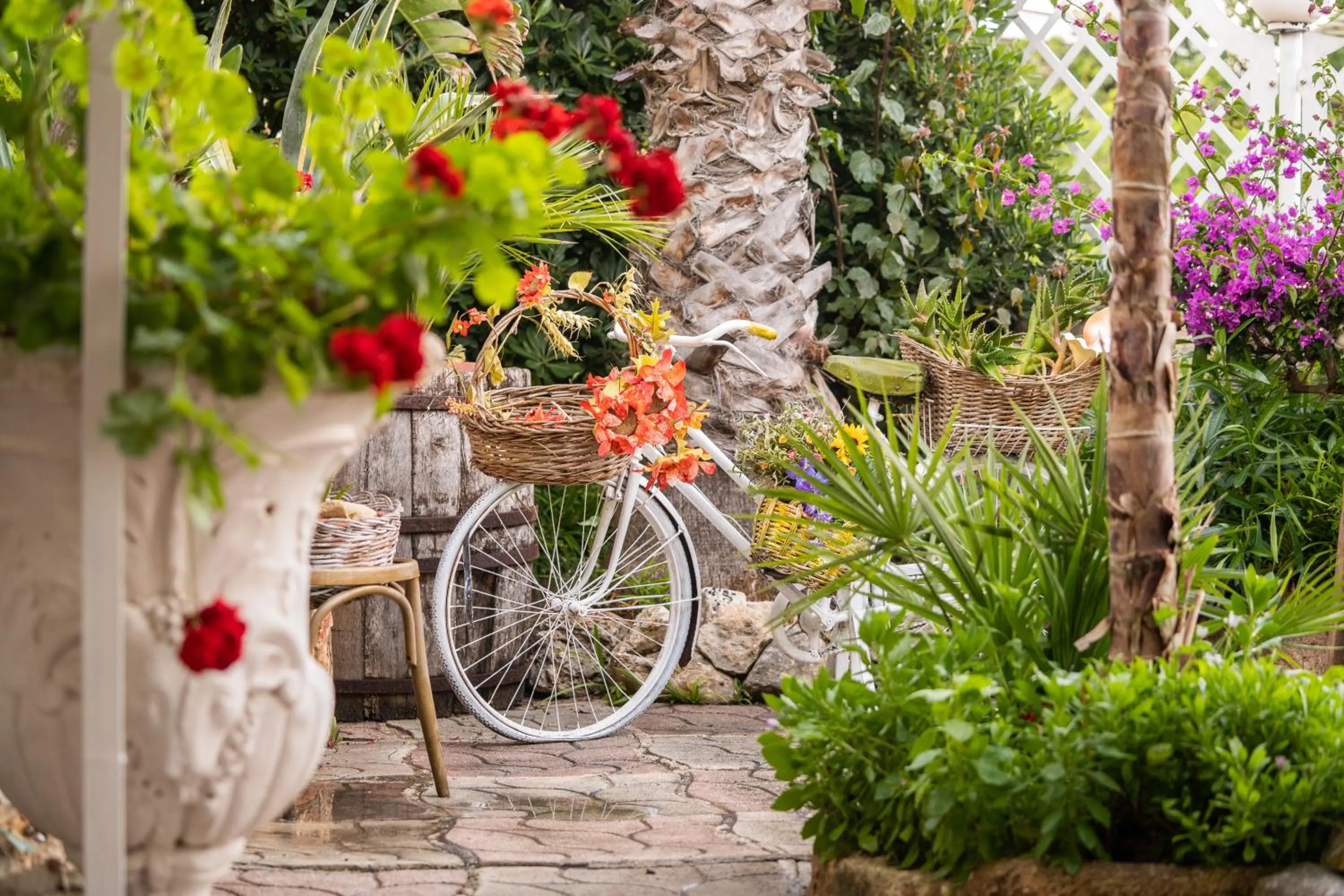 Garden in Hotel Costa D'Oro