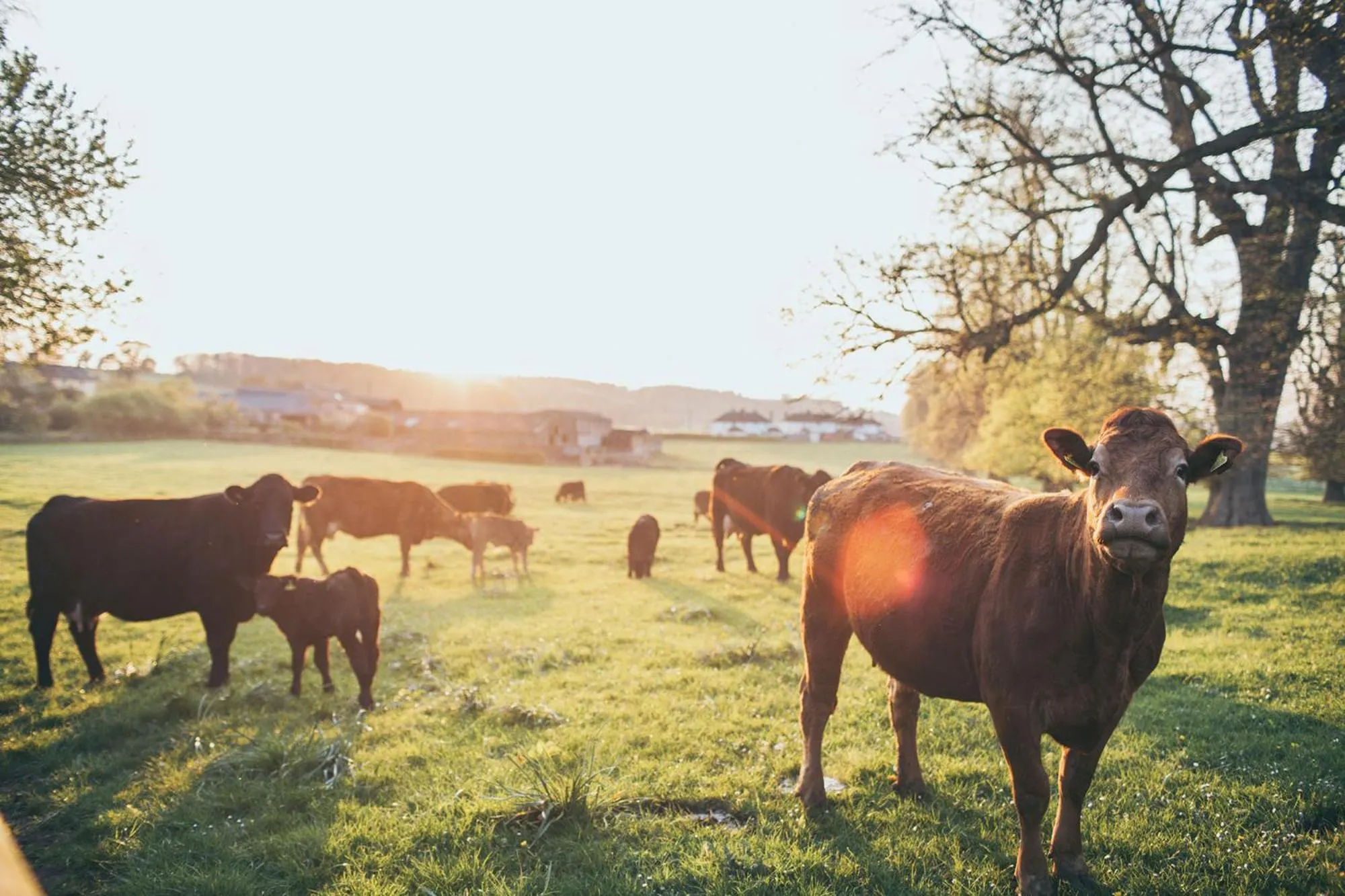 Natural landscape in Rowton Castle