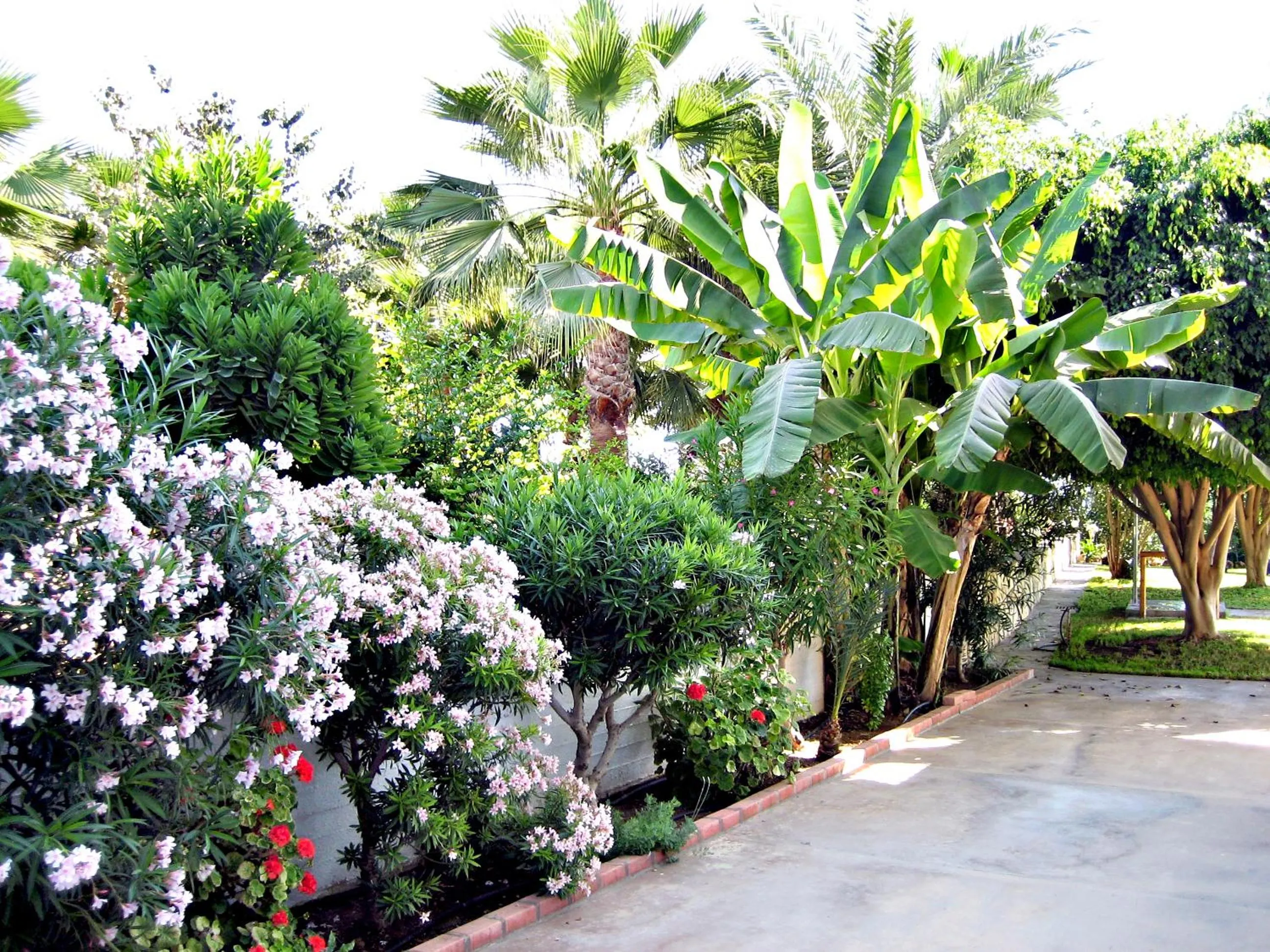 Garden in Rododafni Beach Apartments