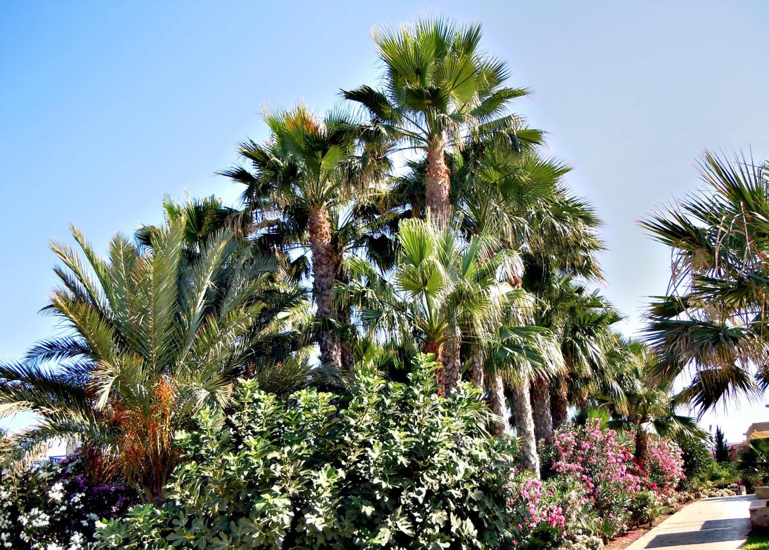 Garden in Rododafni Beach Apartments
