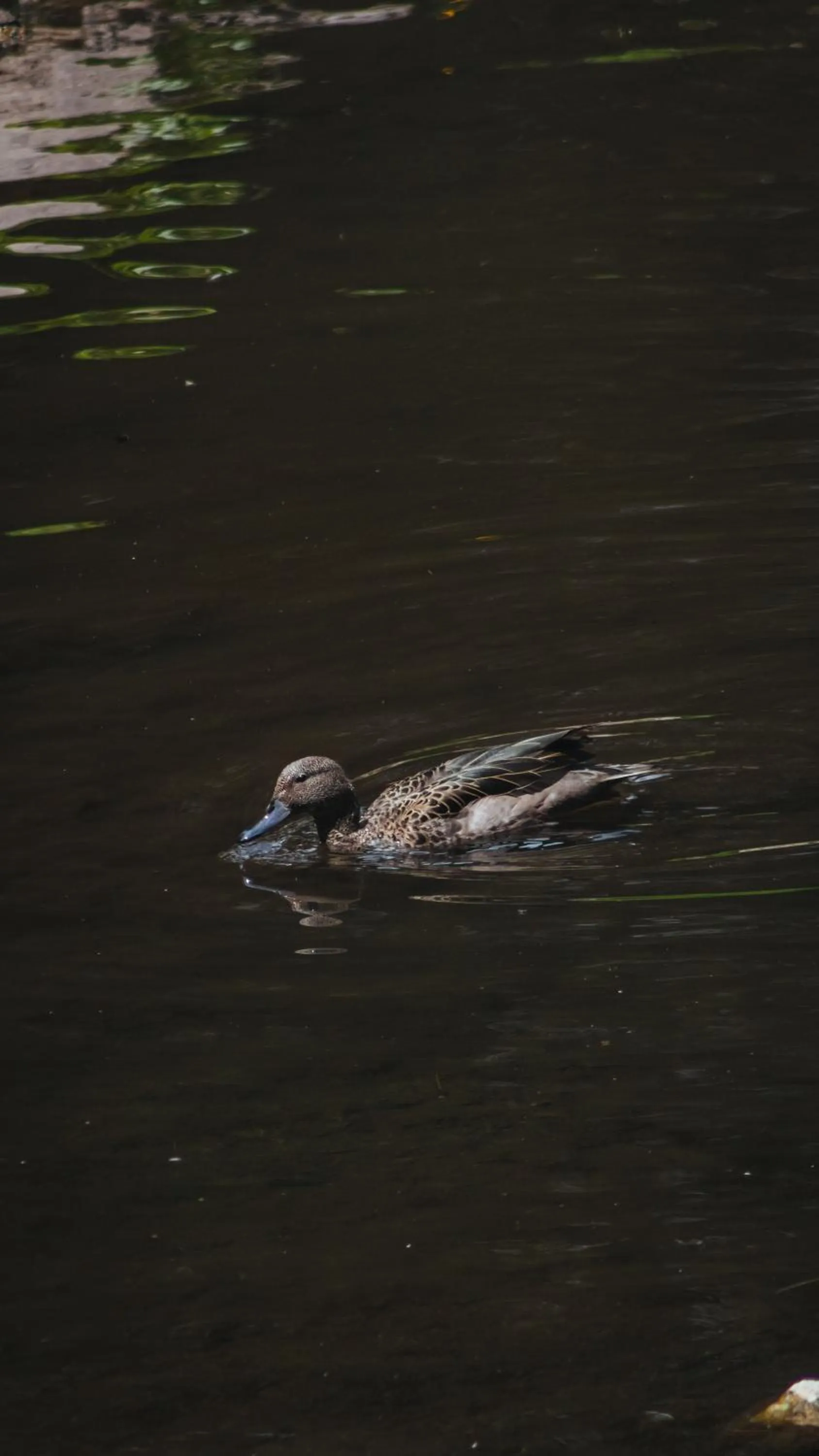 Natural landscape in Hacienda Hostería Dos Chorreras