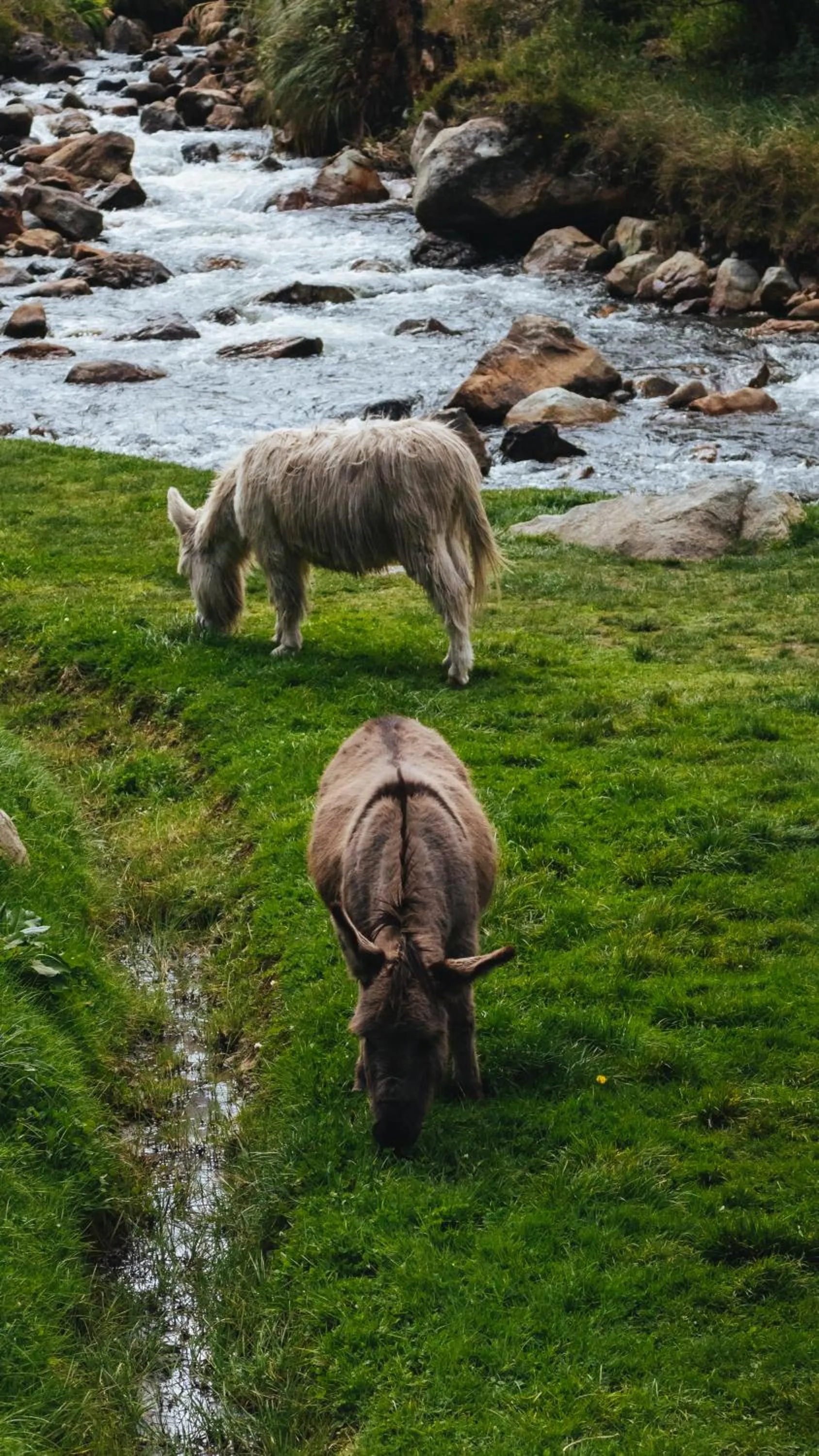 Animals in Hacienda Hostería Dos Chorreras