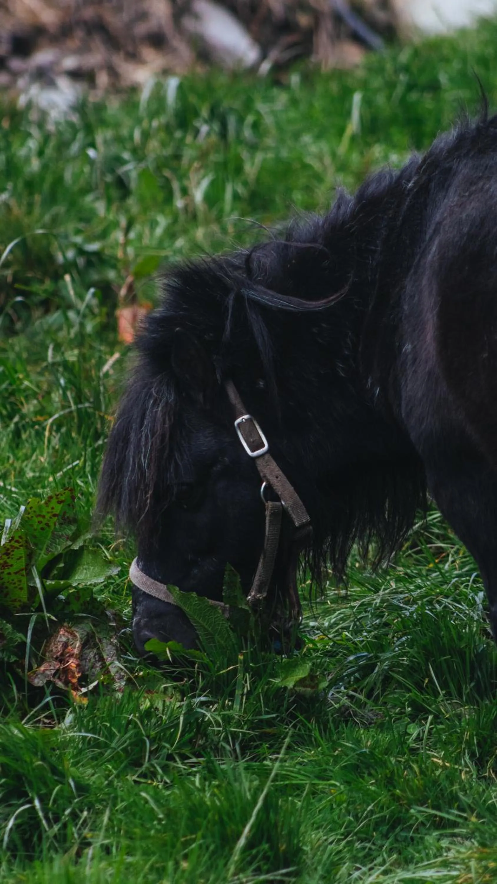 Activities in Hacienda Hostería Dos Chorreras