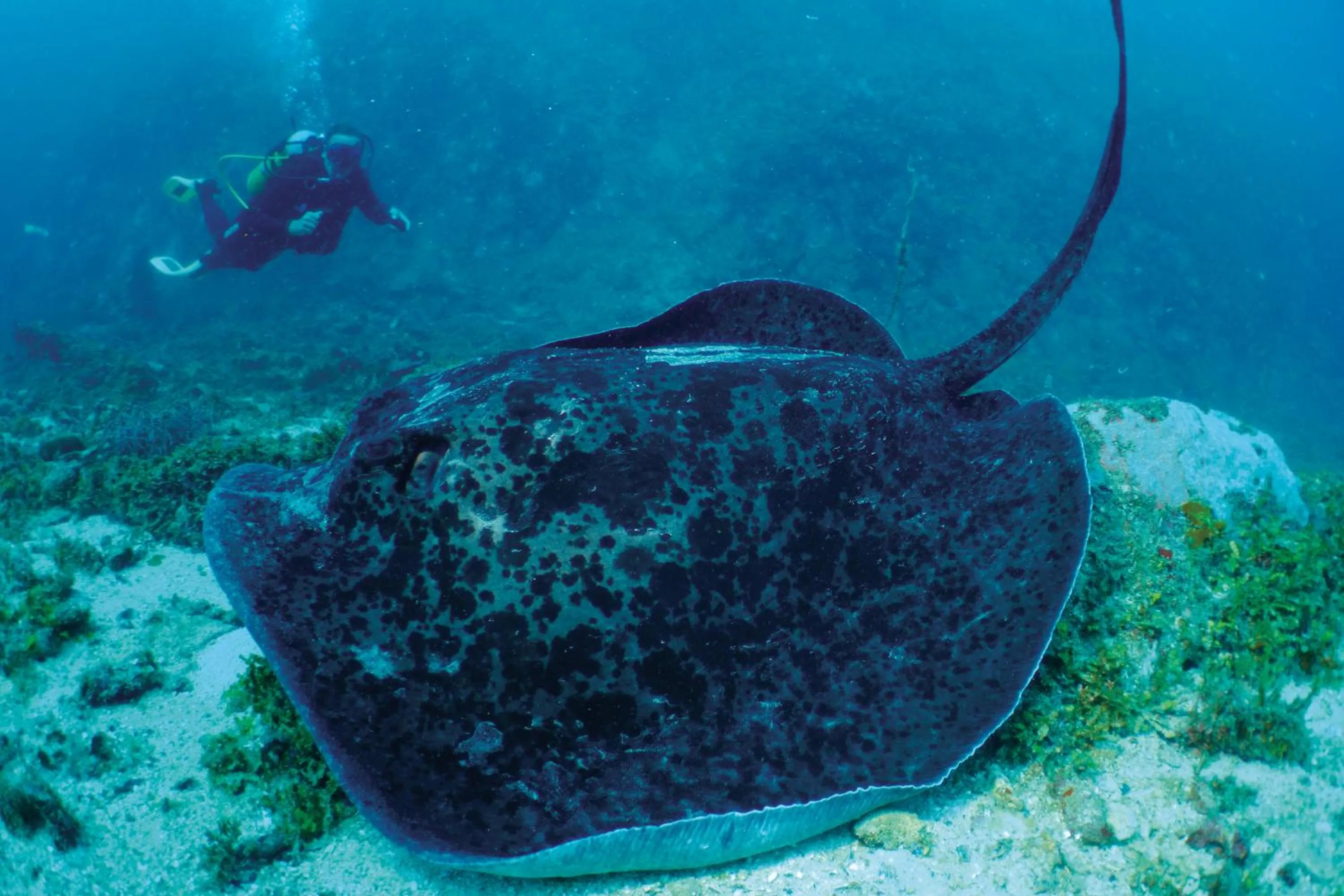 Snorkeling in Constance Tsarabanjina - All Inclusive