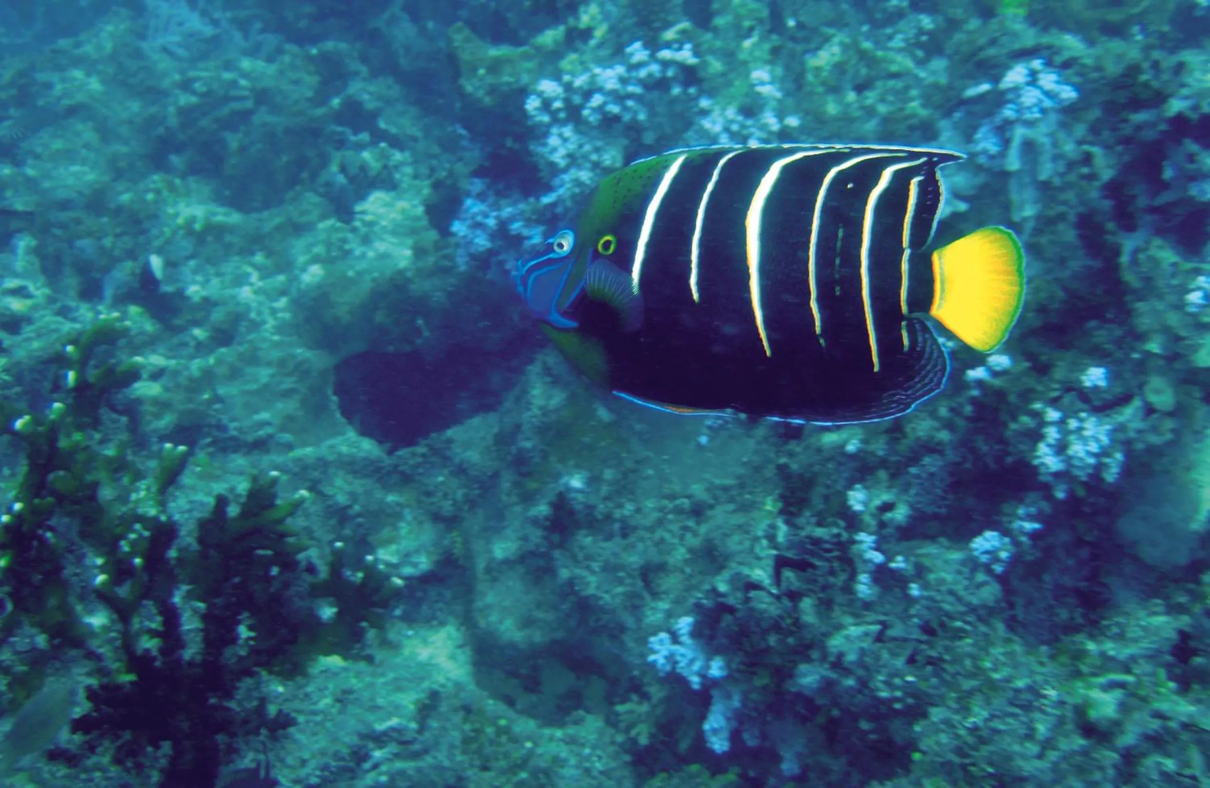 Snorkeling in Constance Tsarabanjina - All Inclusive