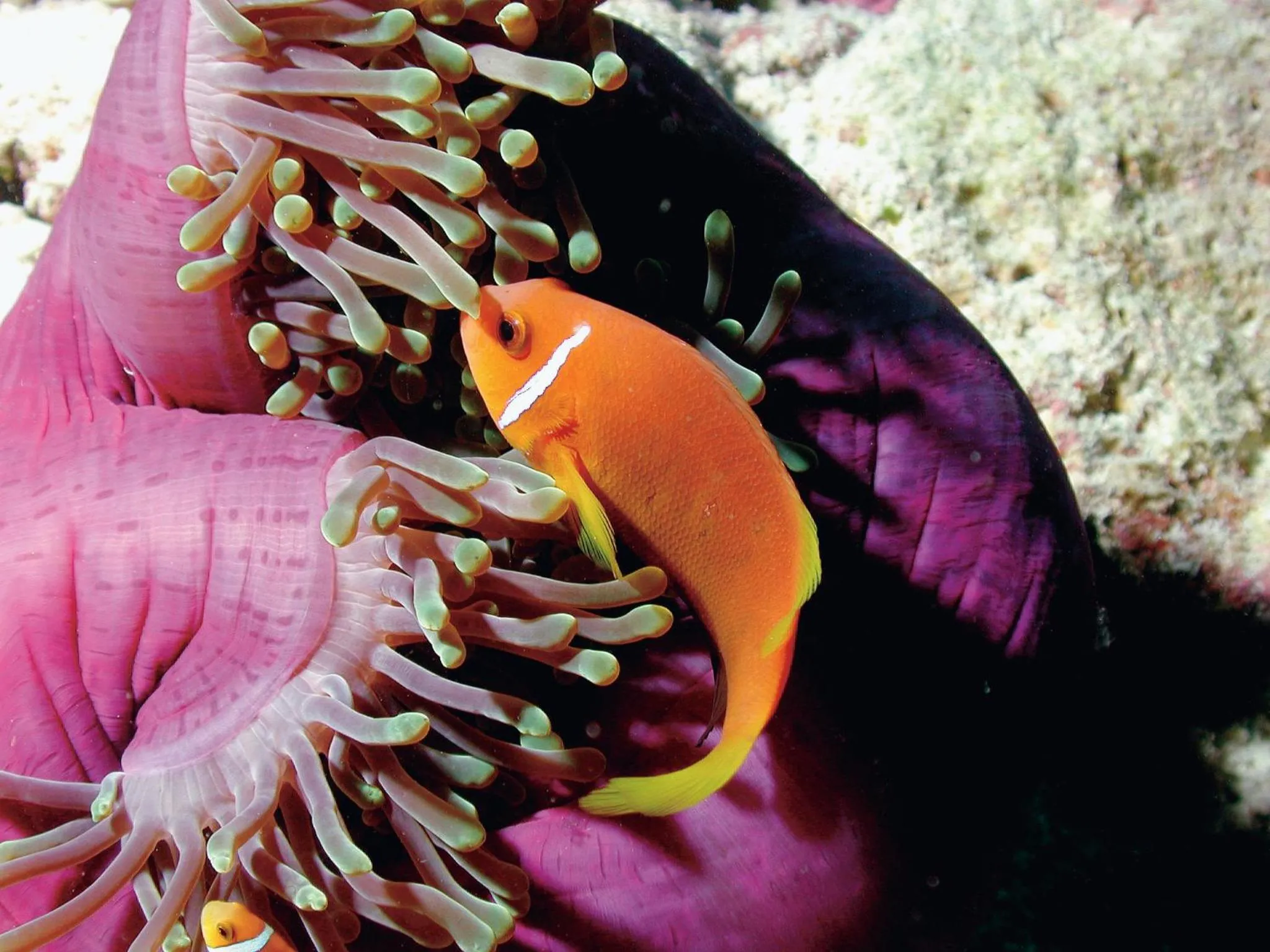 Animals in Constance Tsarabanjina - All Inclusive