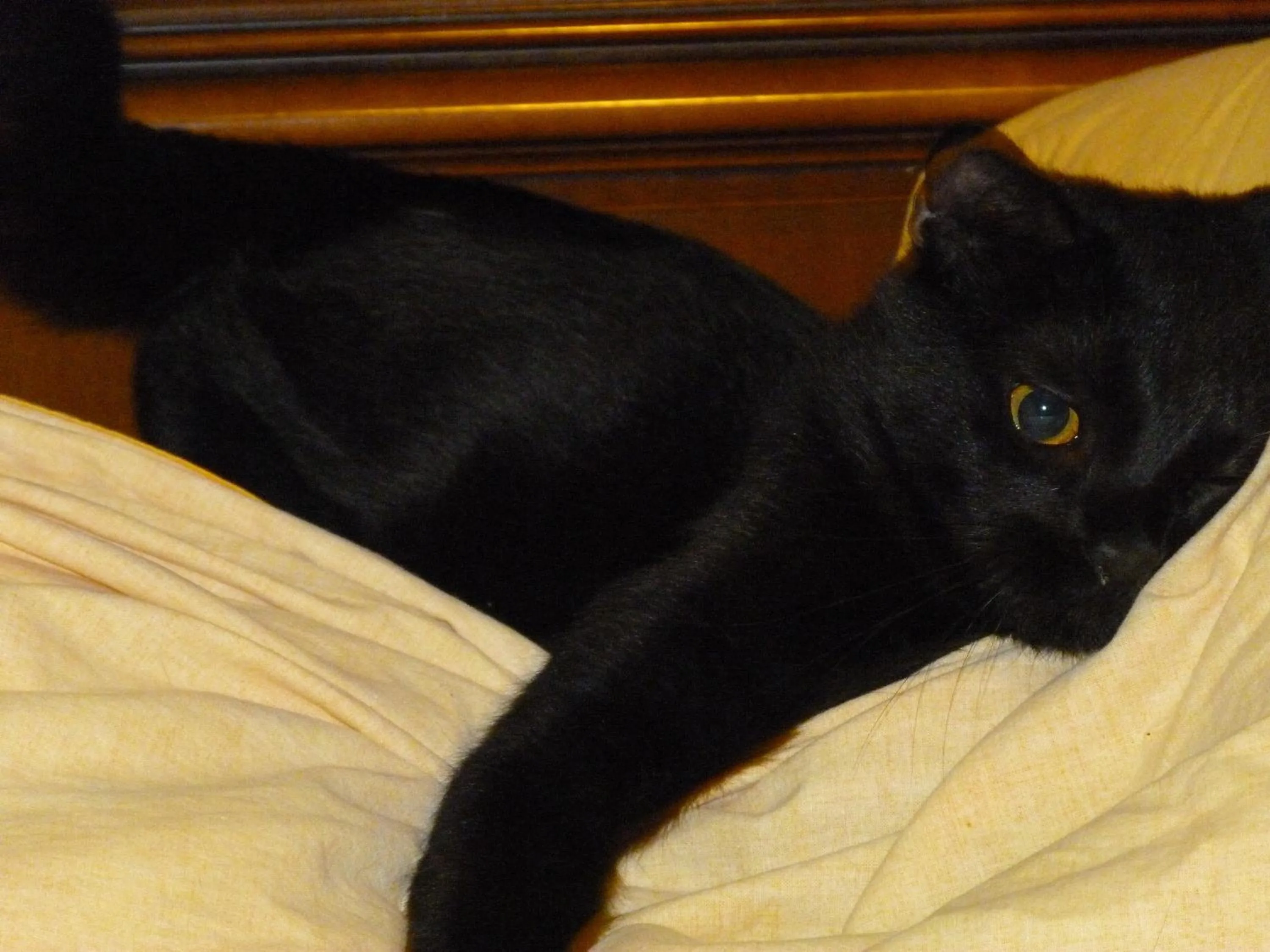 Pets in Hotel Bologna