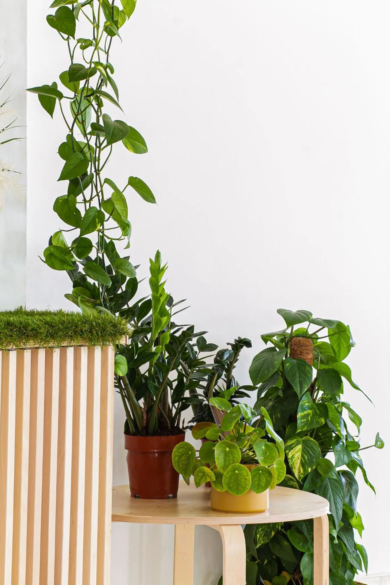 Balcony/Terrace in Hotel Blumen