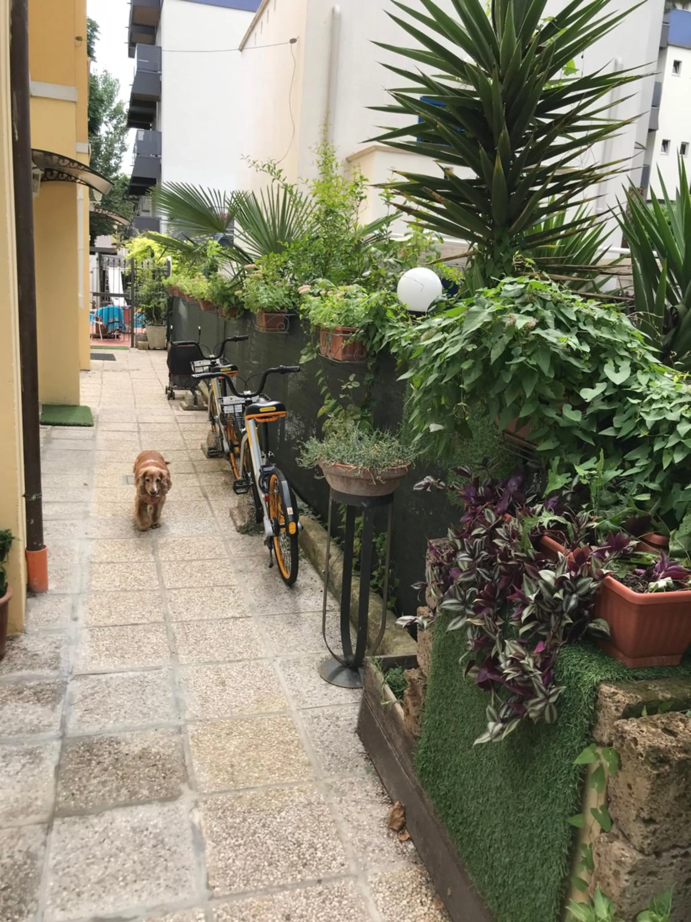 Pets in Villa Grazia