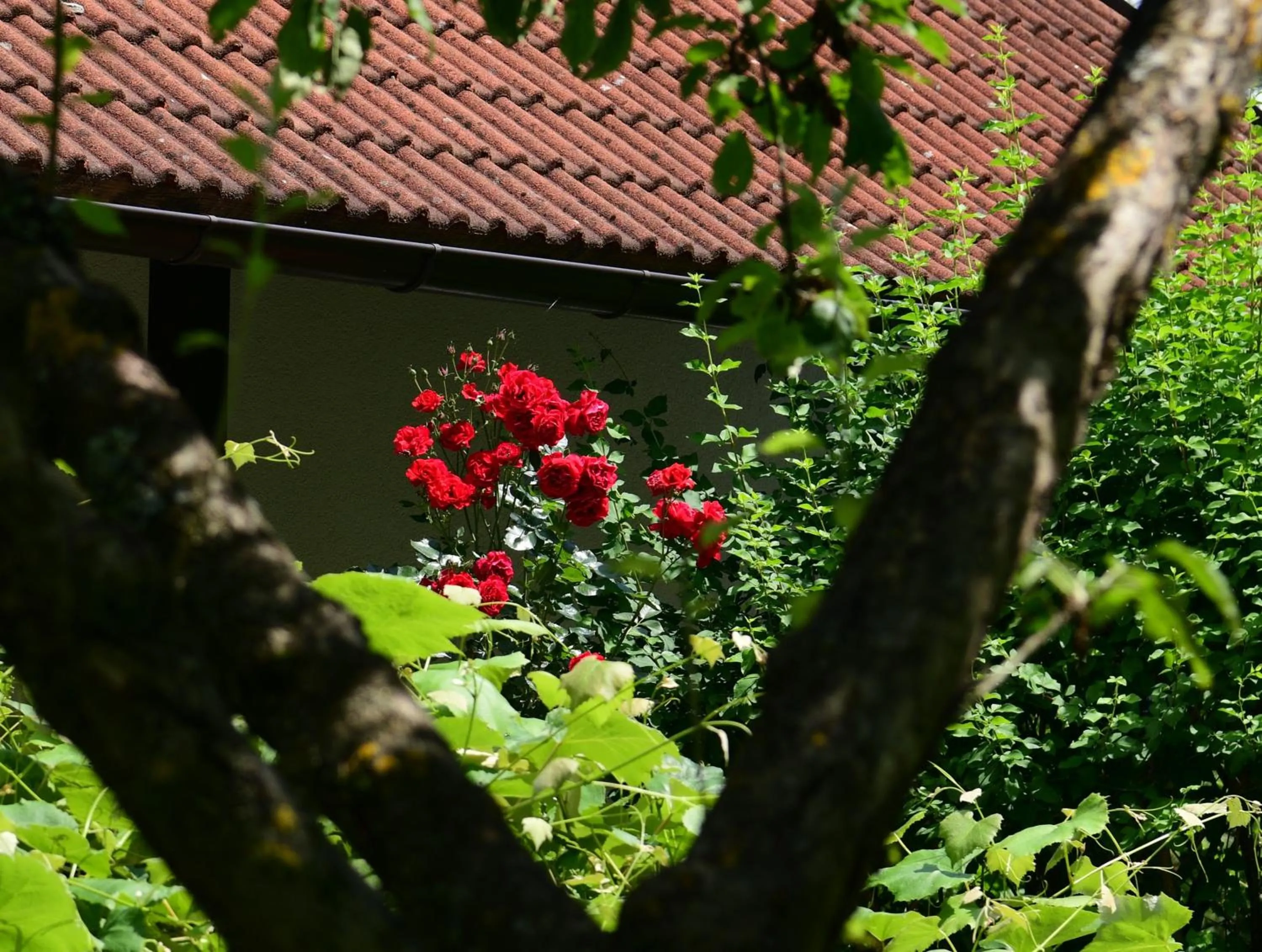 Garden in Apartments Marija