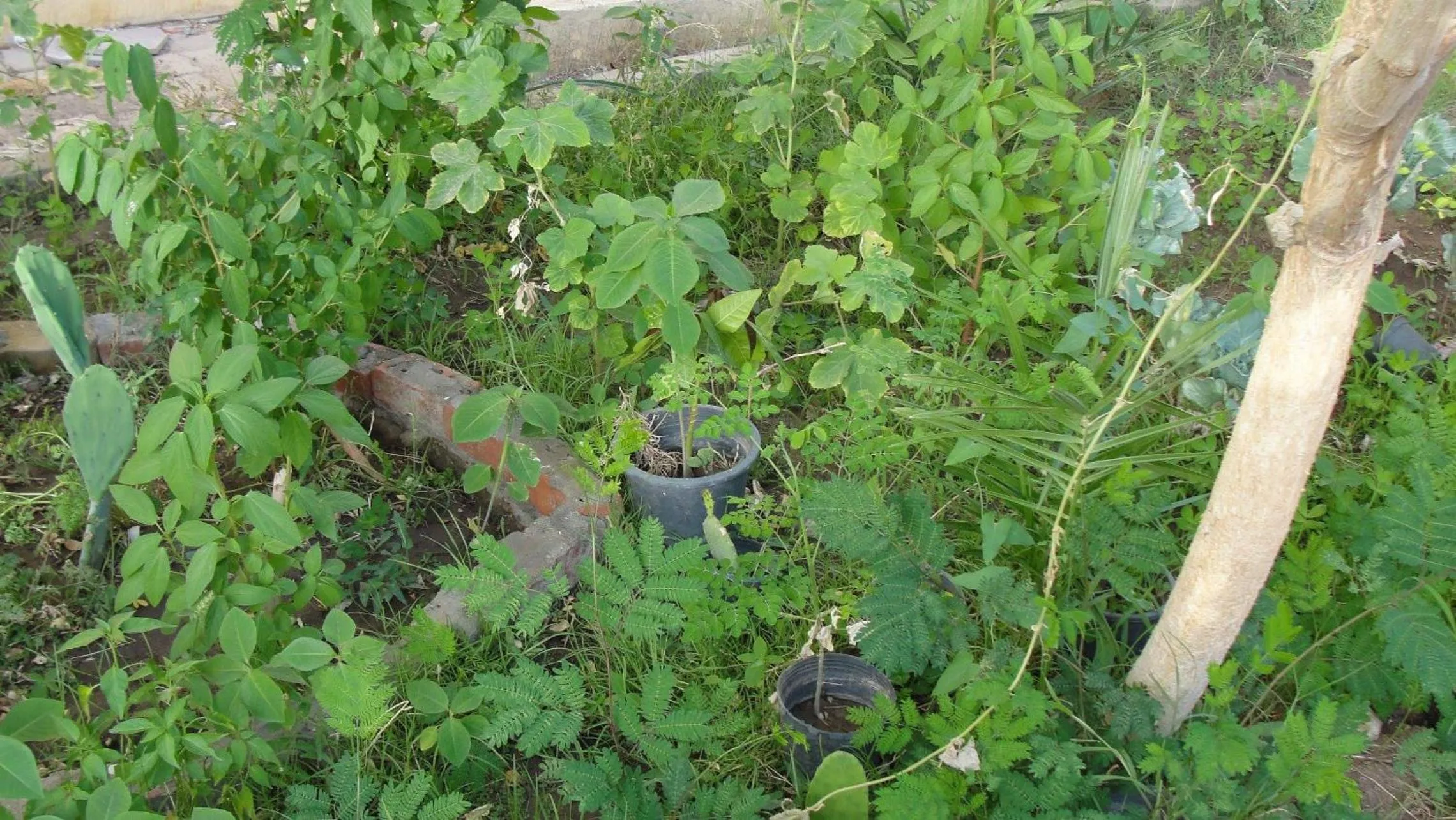 Garden in Hurghada Comfort Apartments