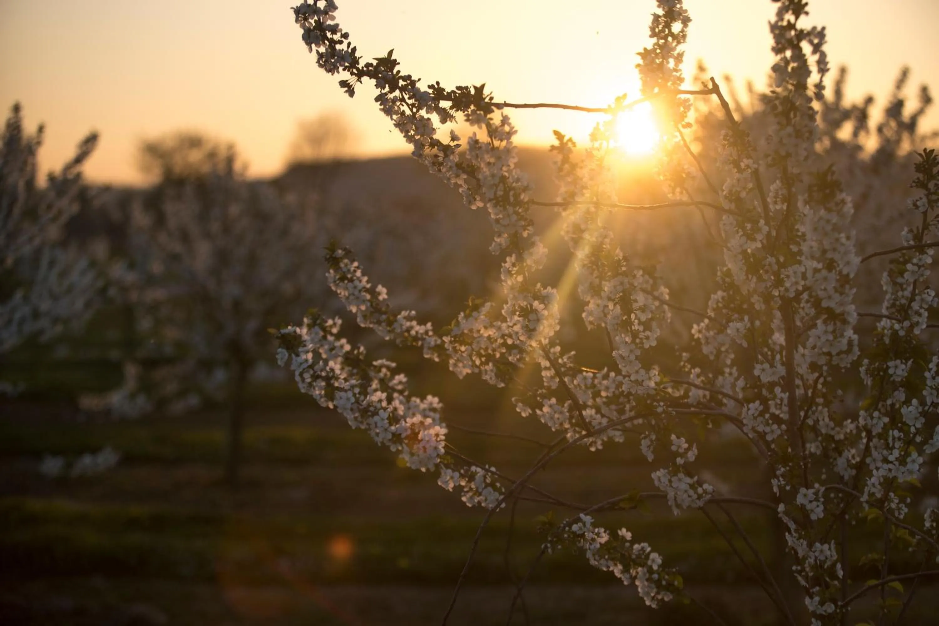 Spring in MERICI Hotel Sittard