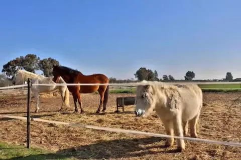Horse-riding in Casa Rural Ecuestre