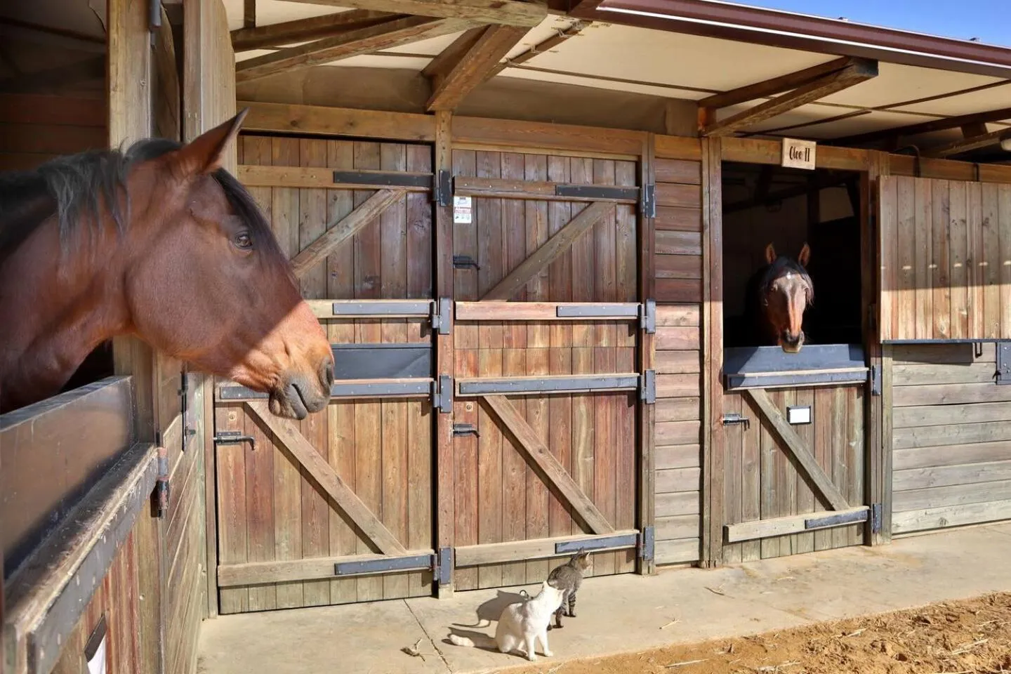 Day in Casa Rural Ecuestre