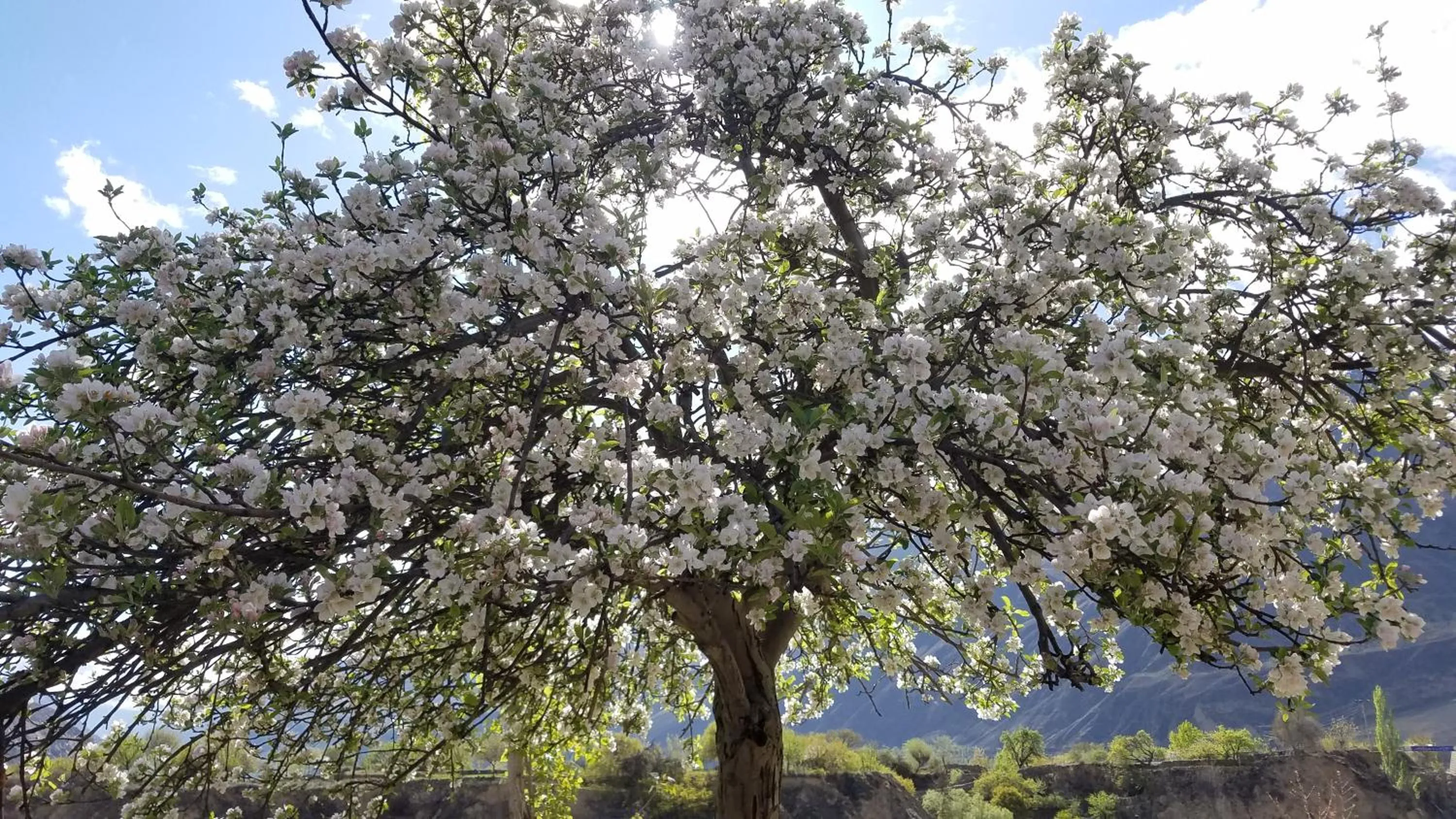 Spring in Hikal Guest House
