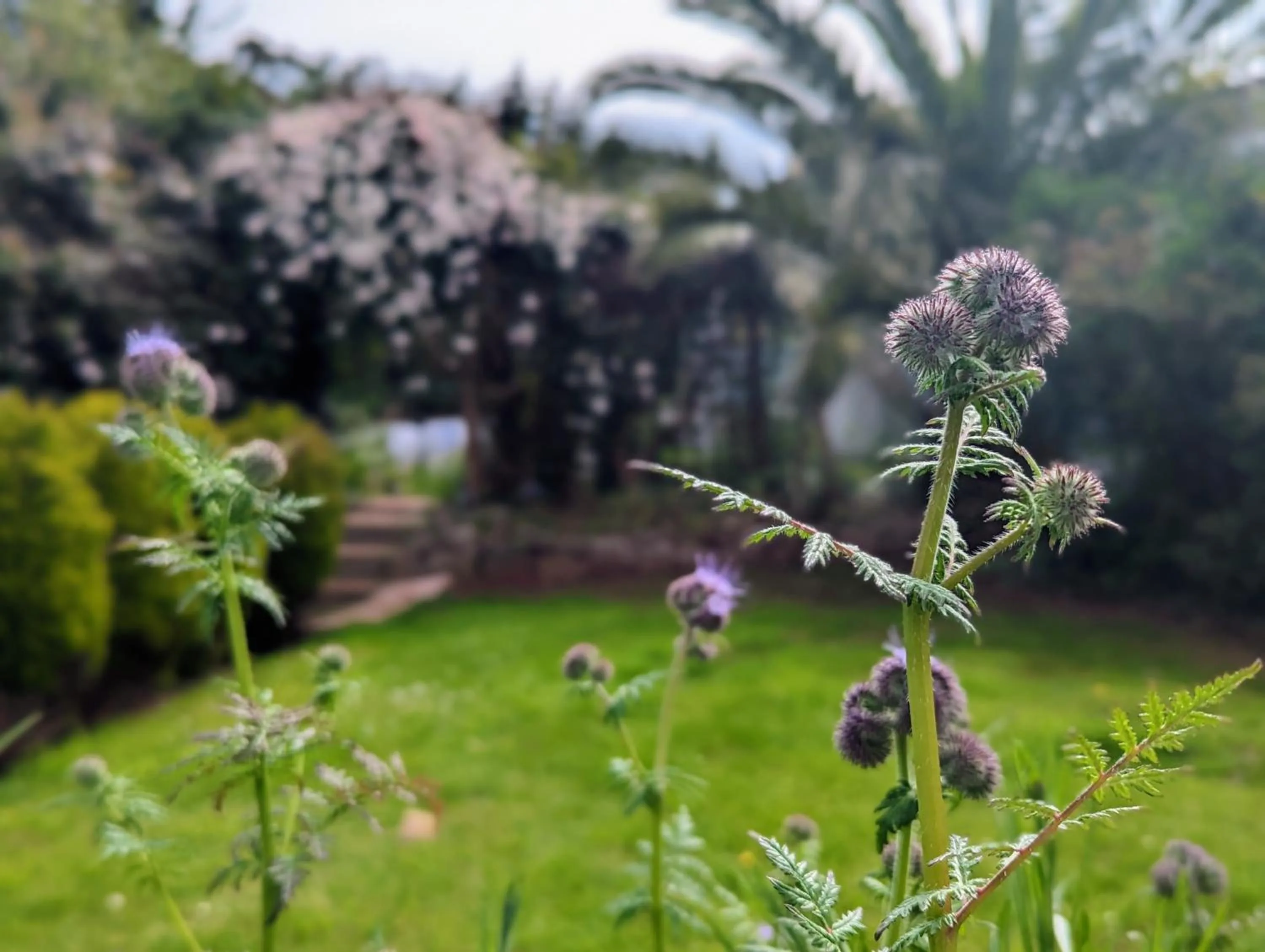 Garden in Villa Marina