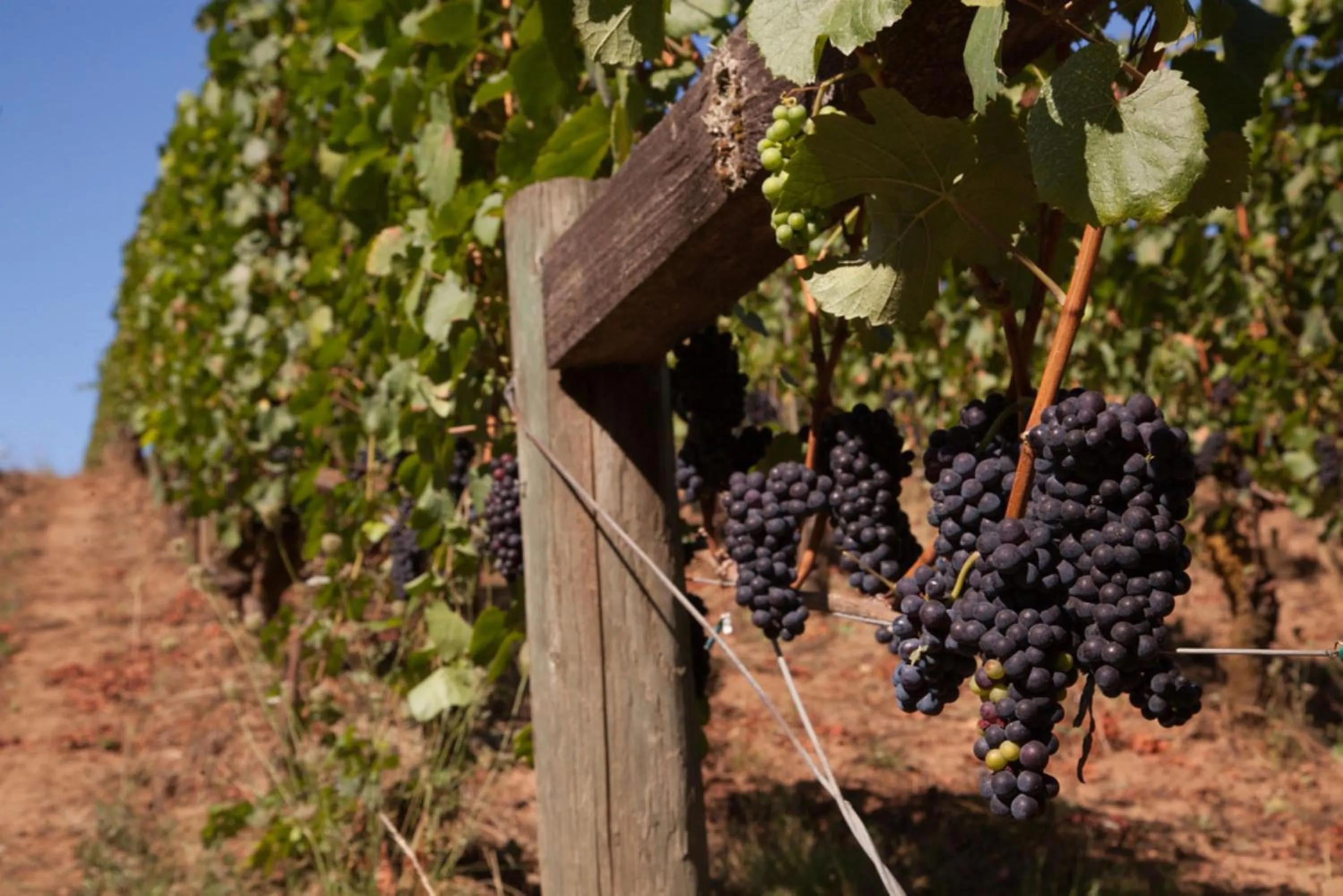 Area and facilities in Staybridge Suites - Hillsboro North by IHG