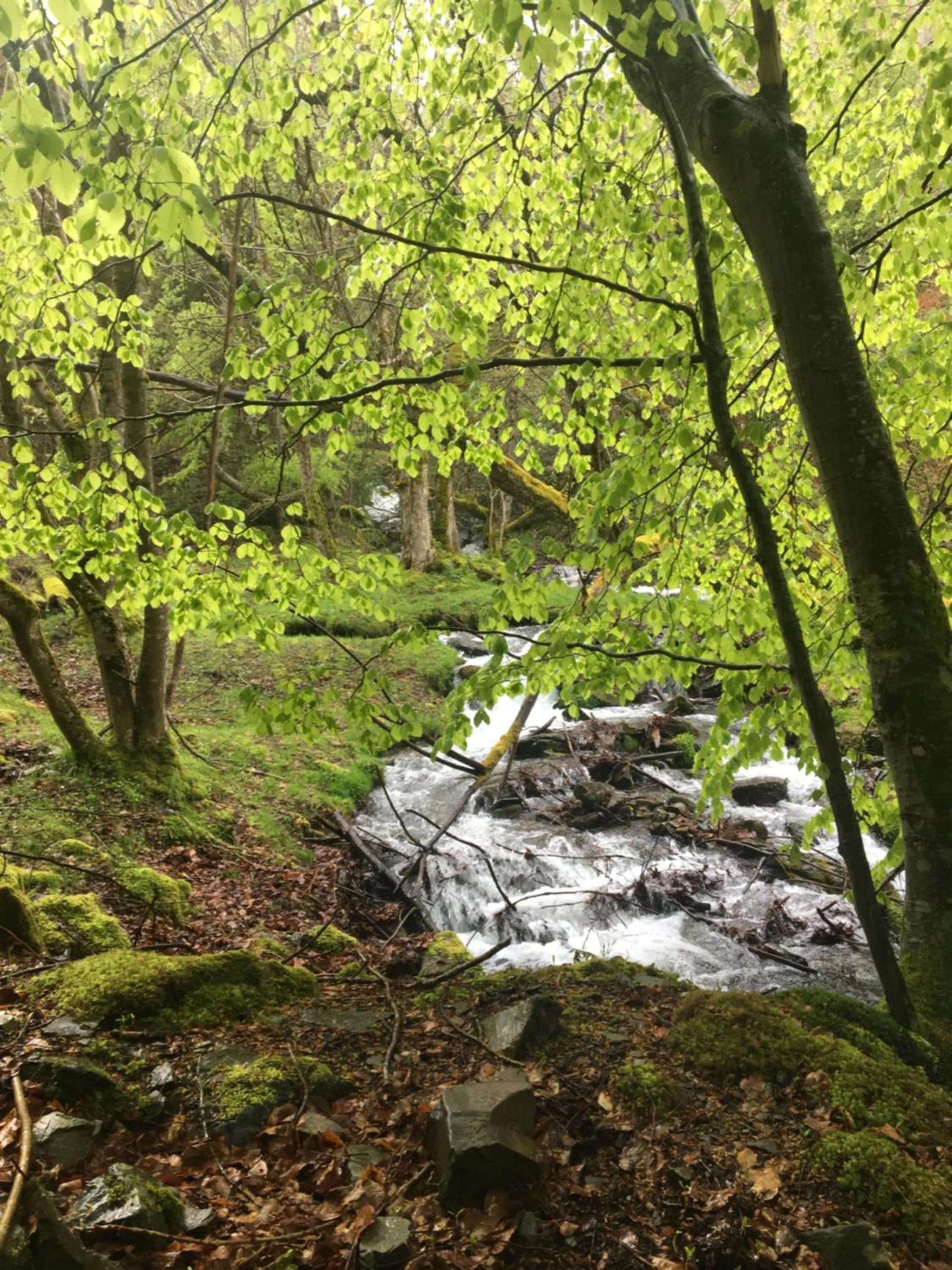 Garden in MONASTERIO de SANTA MARÍA DE VALVANERA