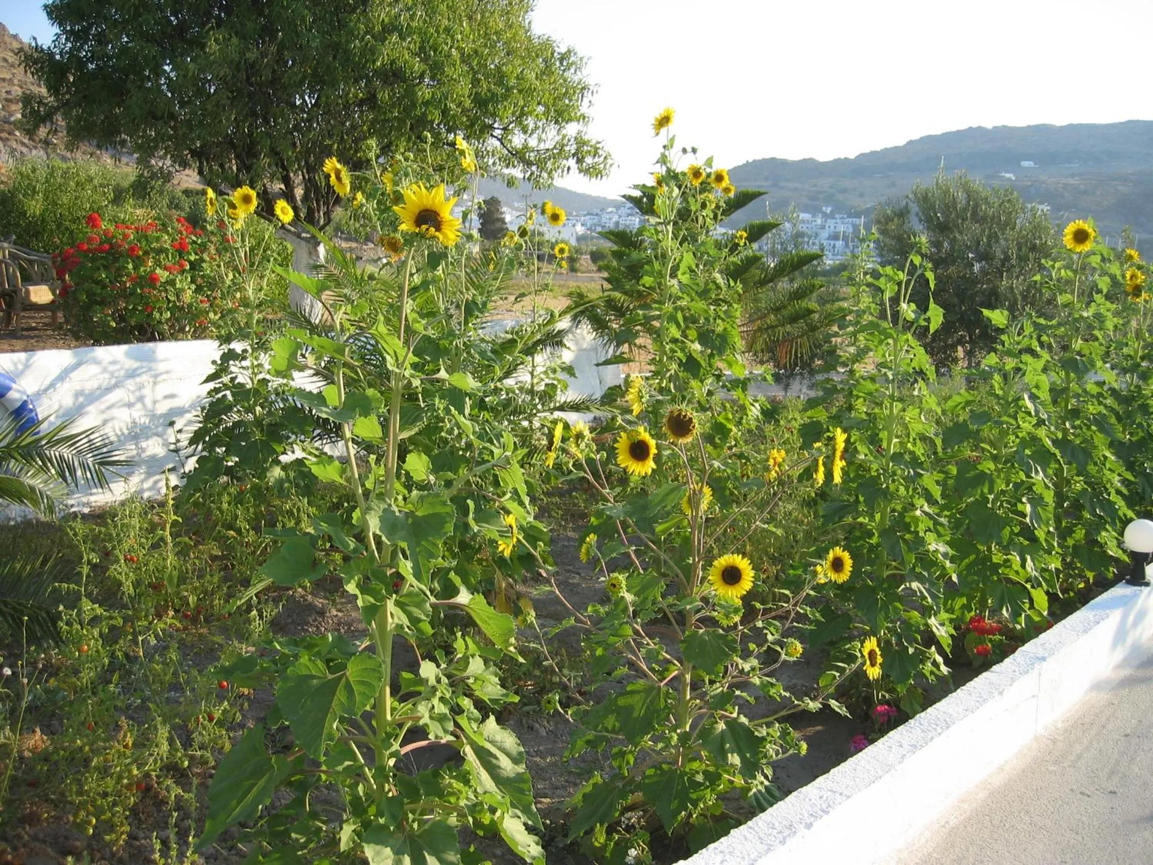 Facade/entrance in Nicolas Studios