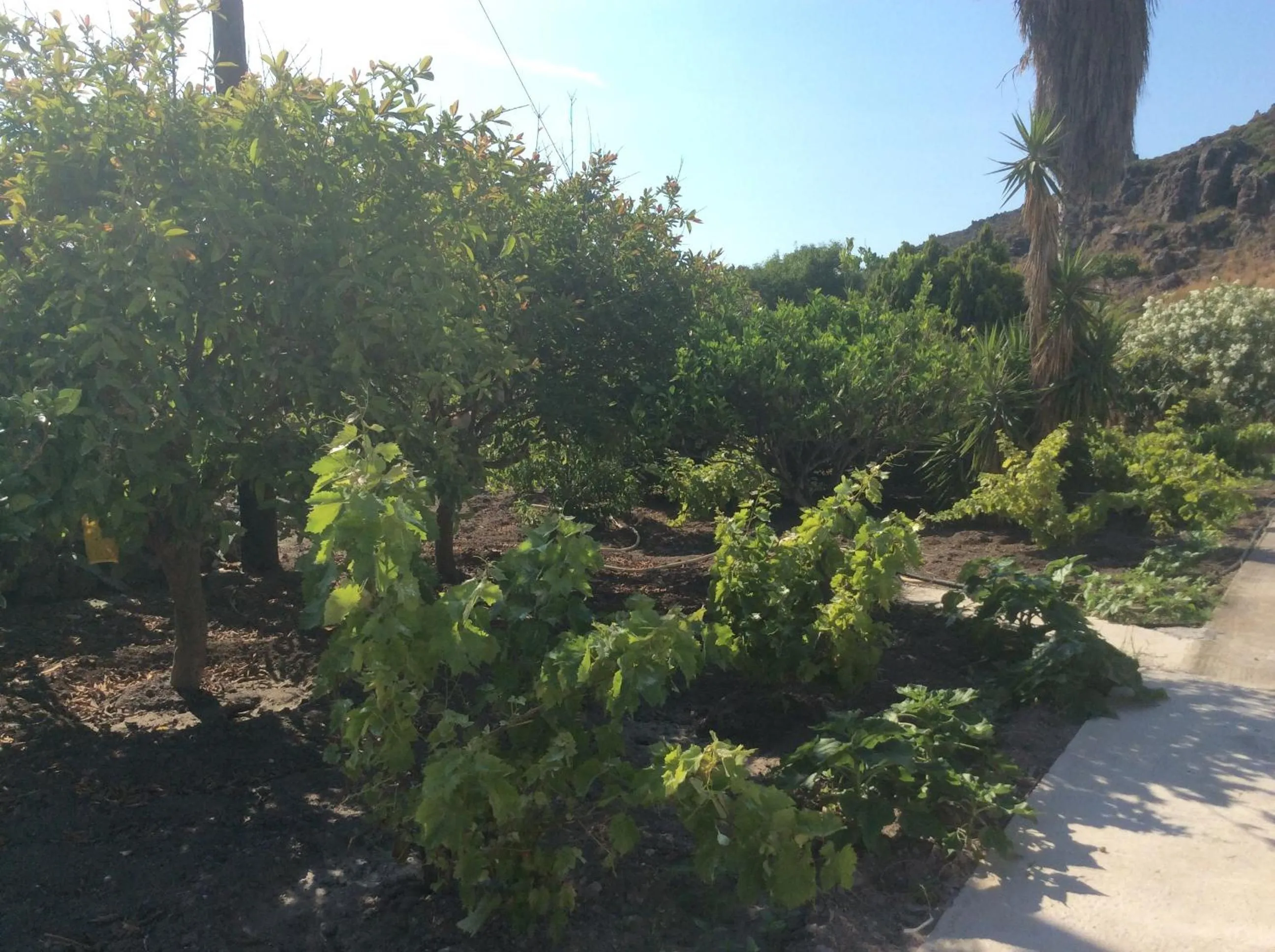 Garden in Nicolas Studios