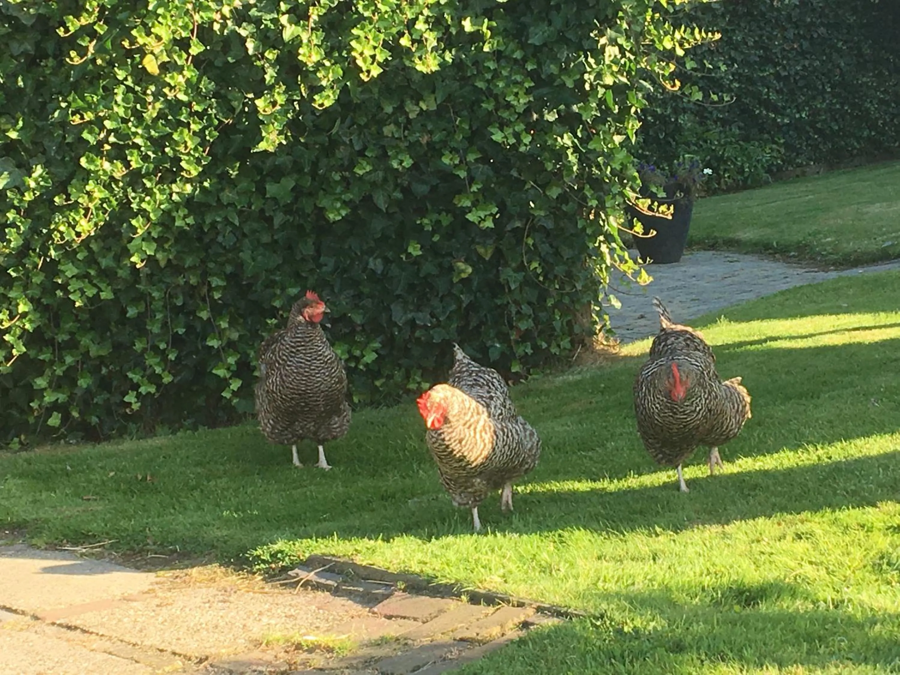 Animals in Appartement Zandwerven 23