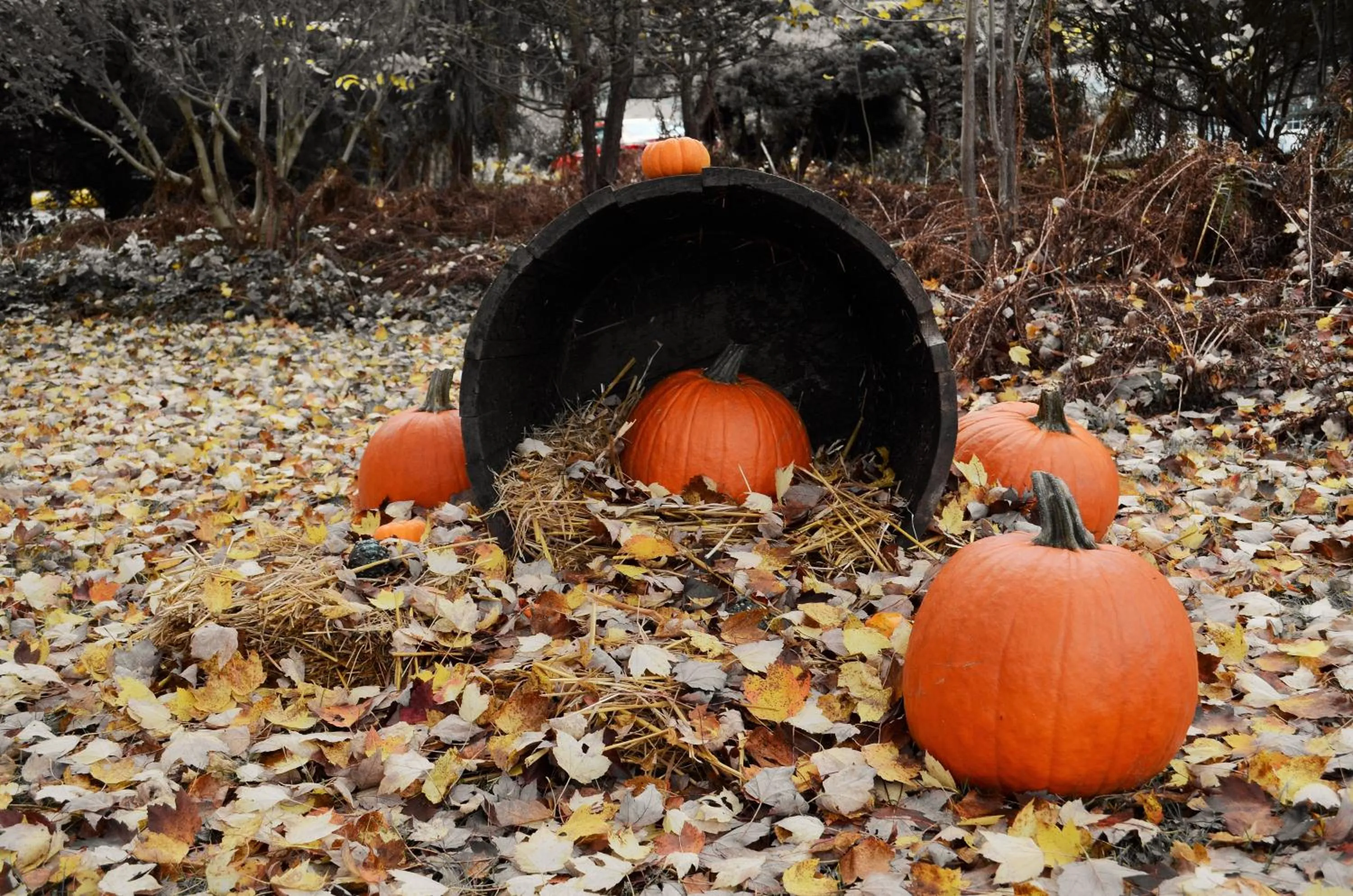 Autumn in Maple Terrace Motel