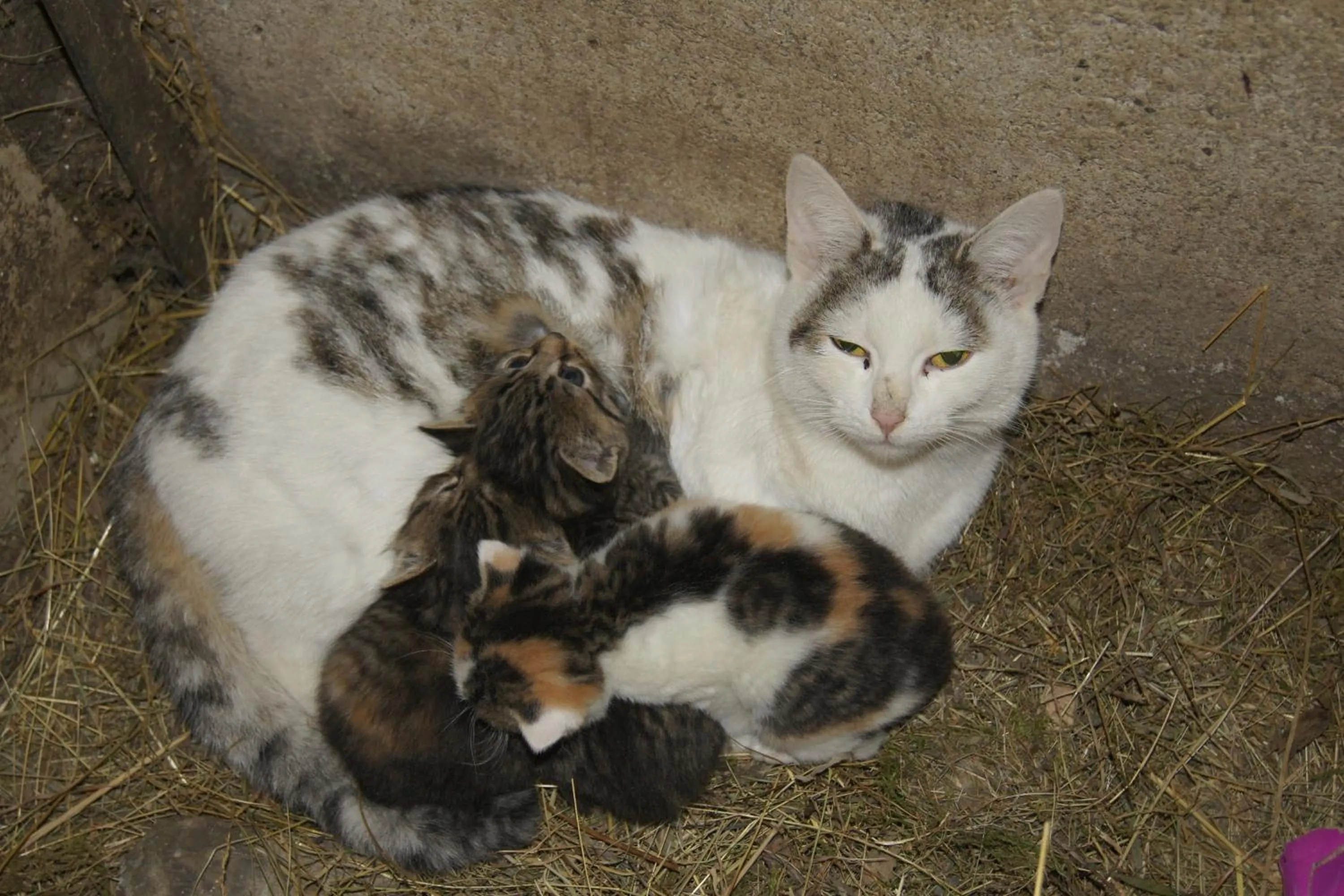 Animals in Aparthotel Ederhof