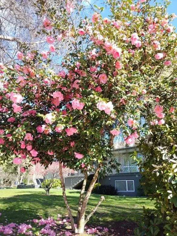 Wanaka Top 10 Holiday Park