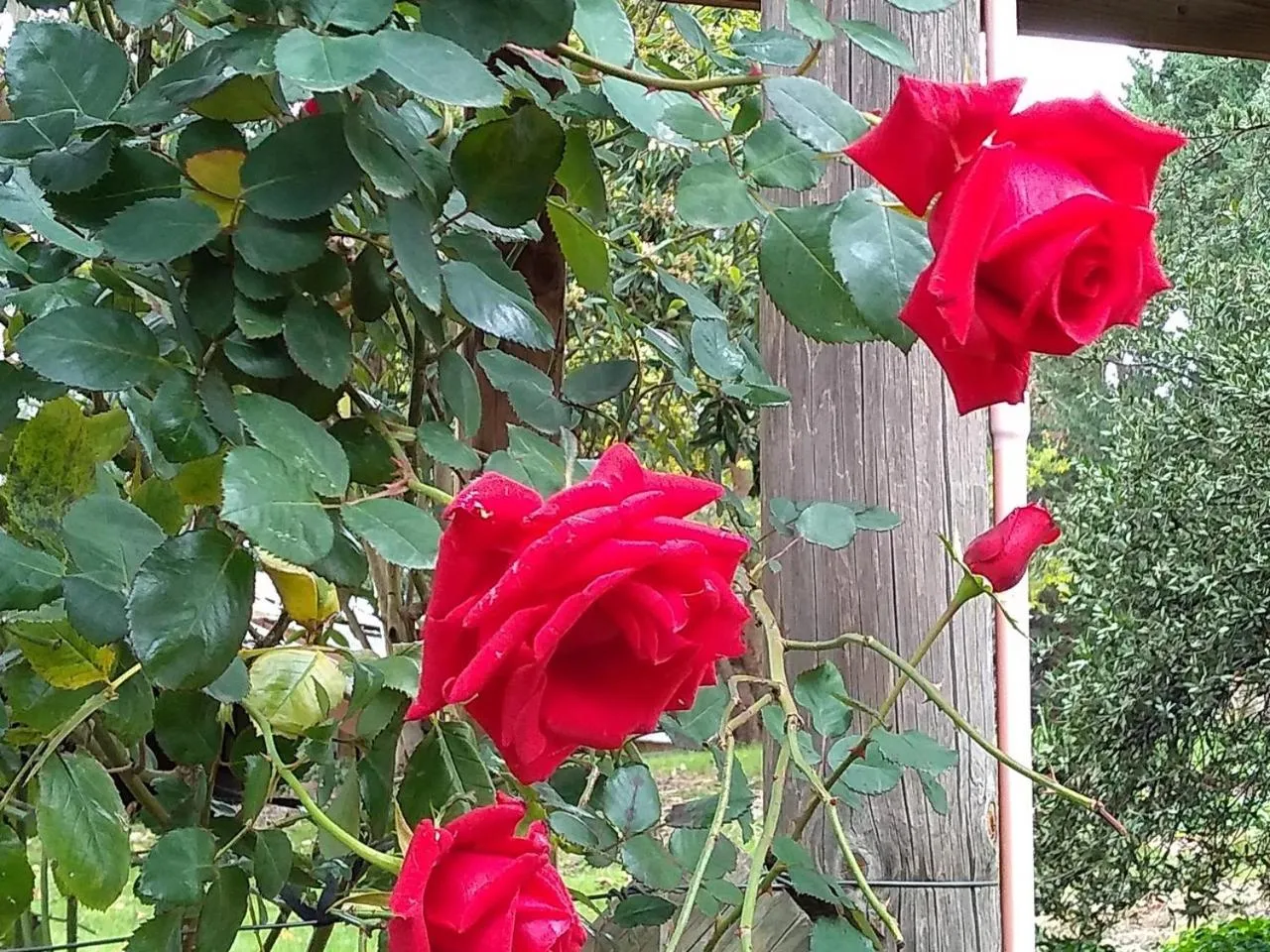 Colby Cottages, Wooragee near Beechworth